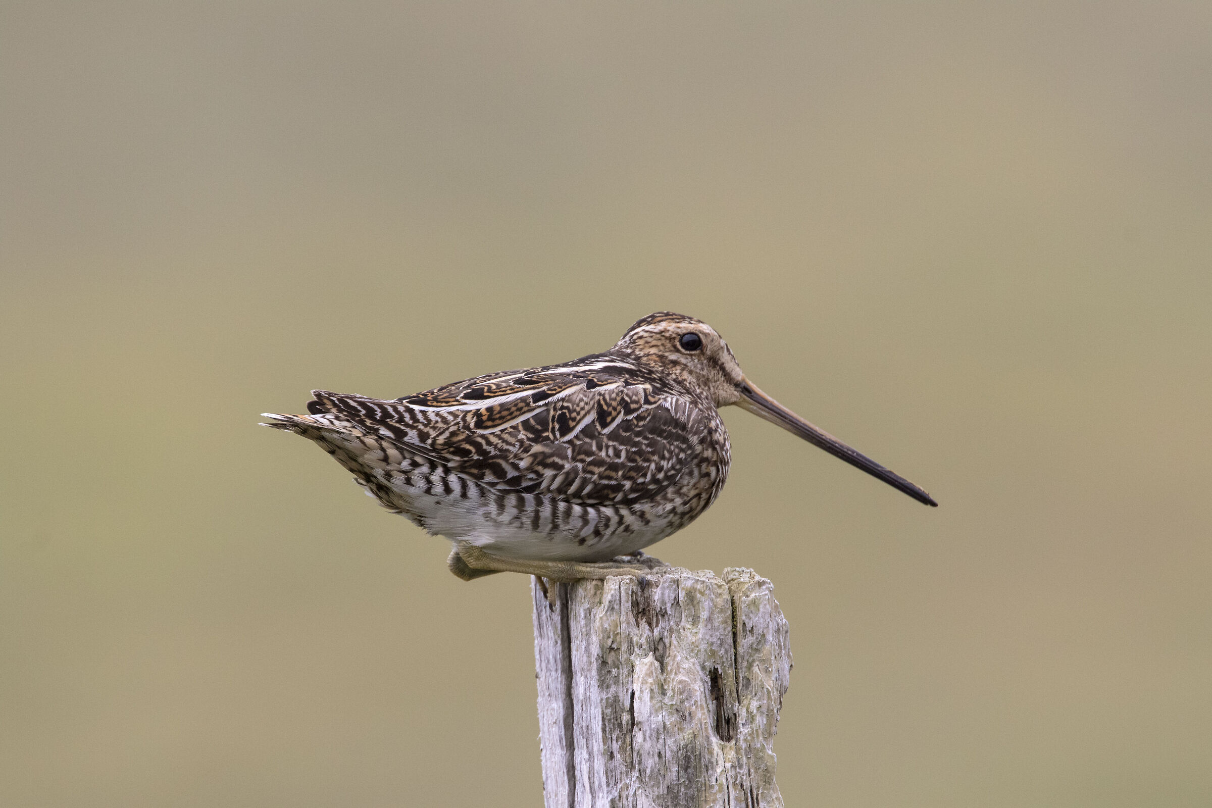Snipe at dawn
