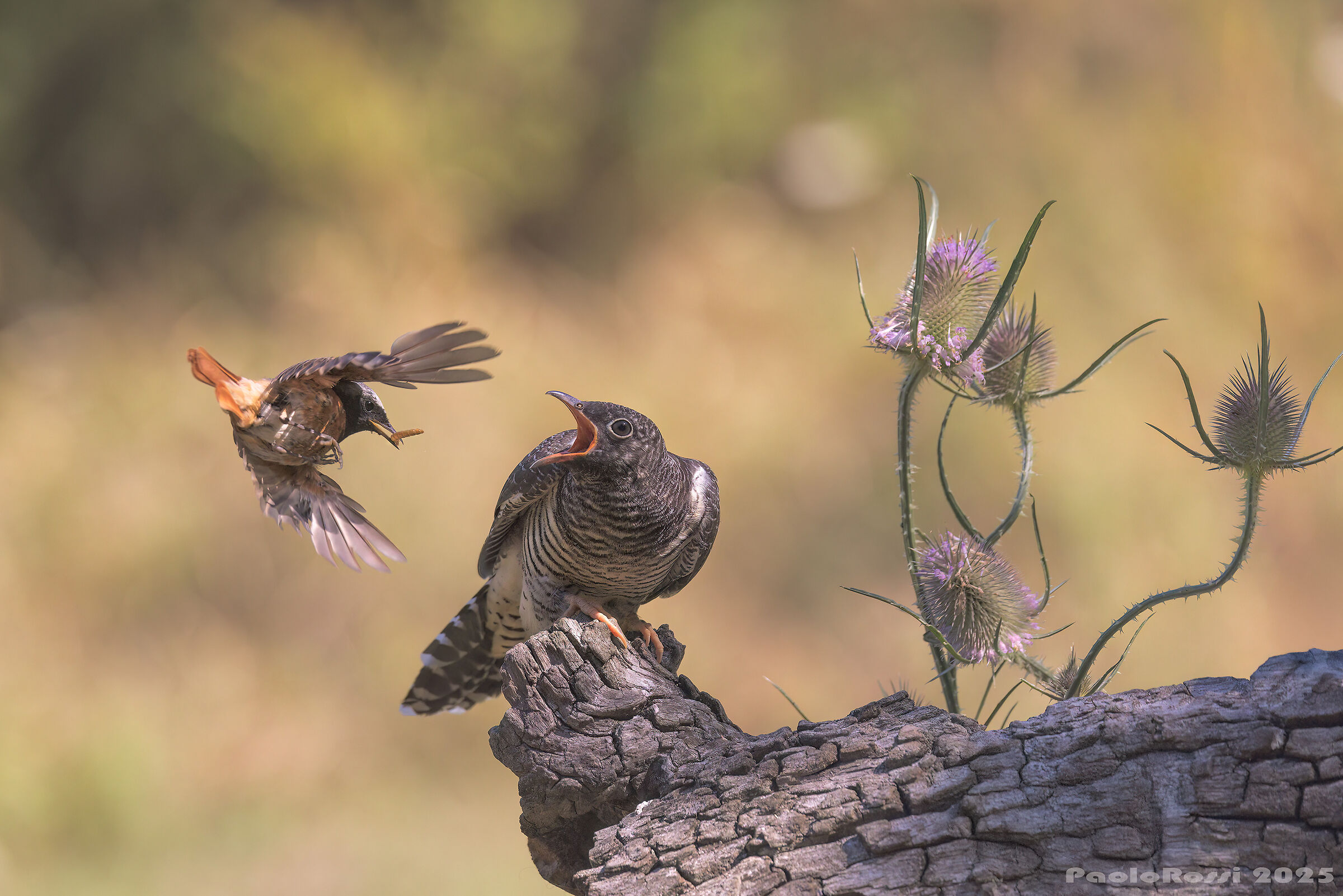 Here comes the gruel...