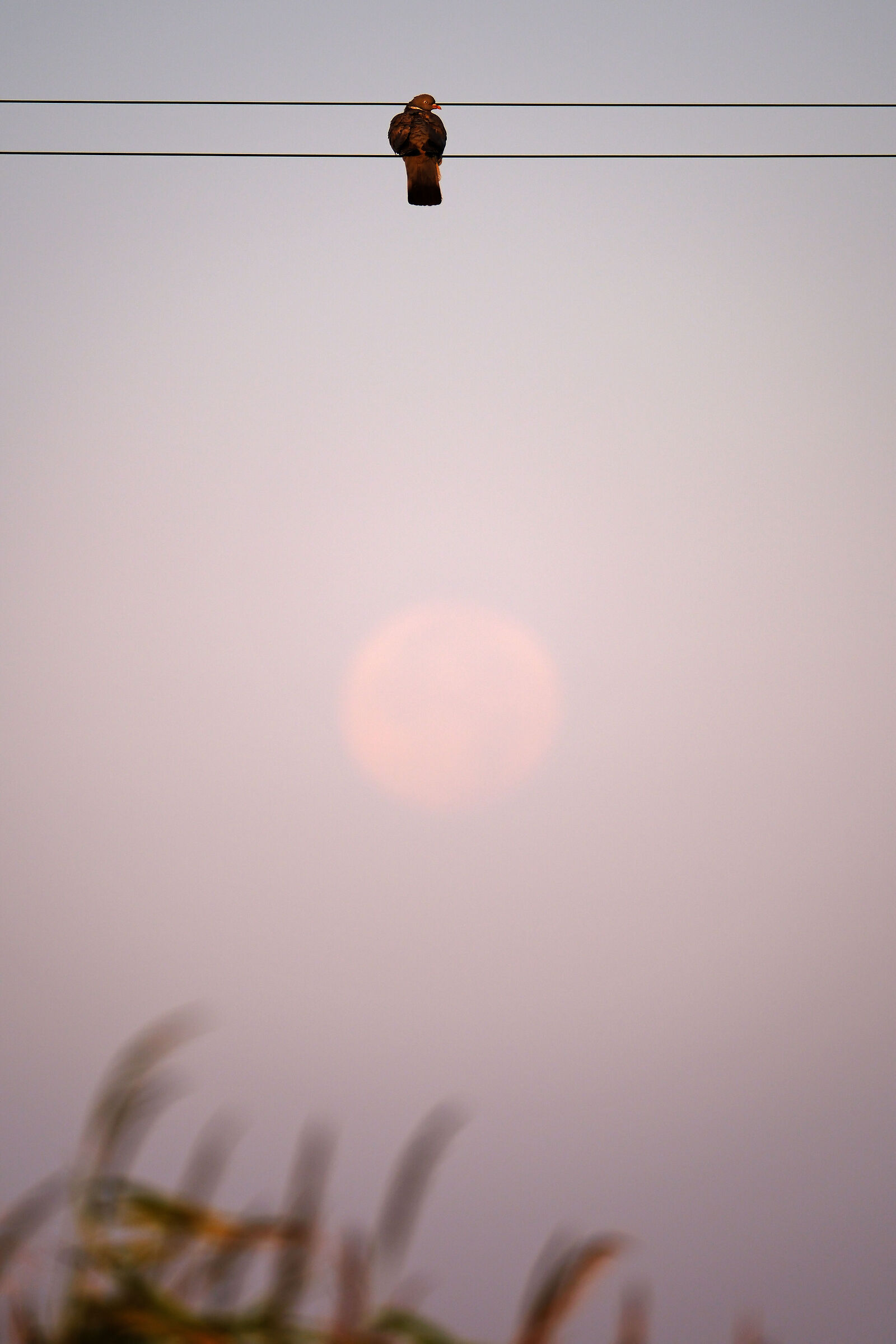Colombaccio e luna