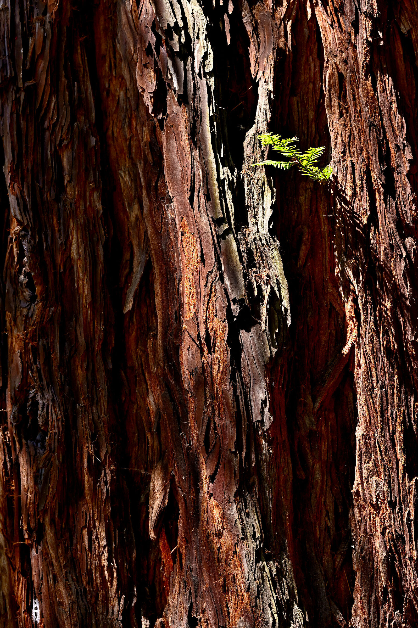 Germoglio su sequoia
