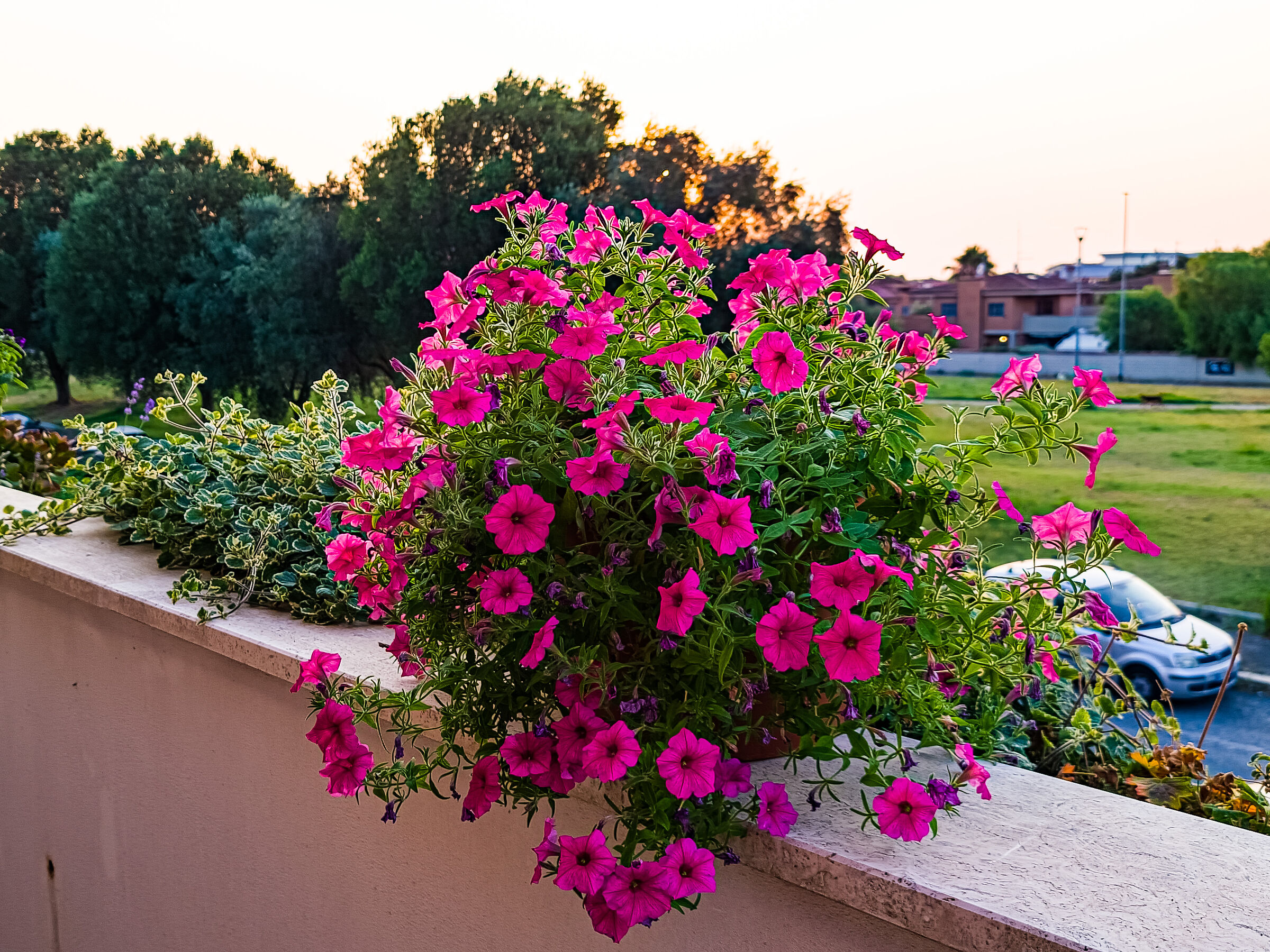 Surfinia (varietà di Petunia)