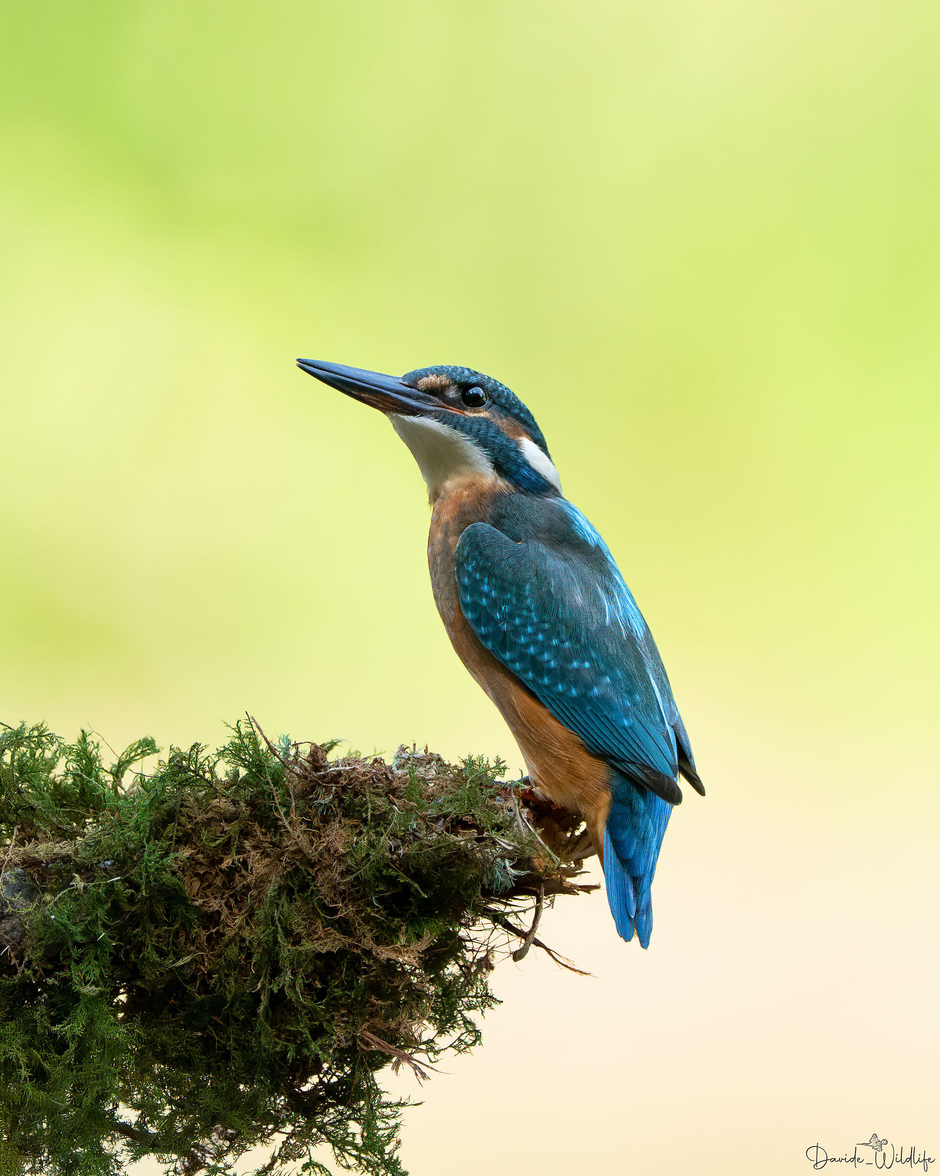 Kingfisher