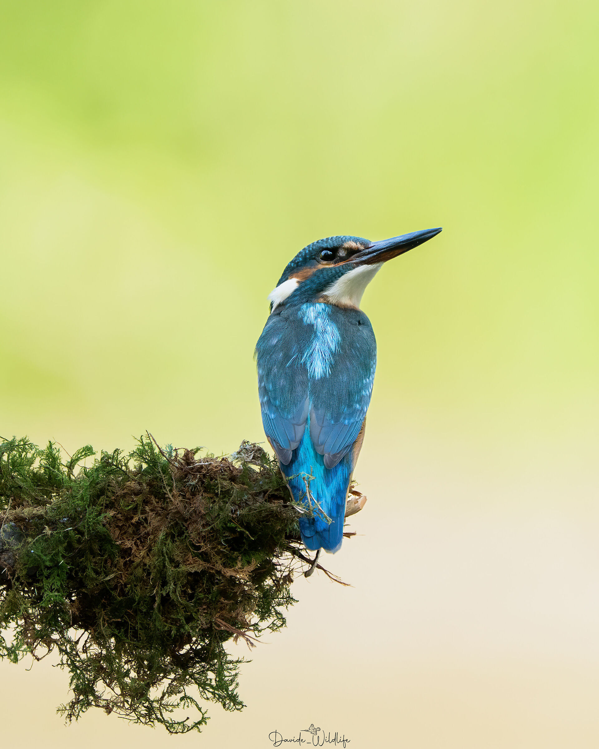 kingfisher