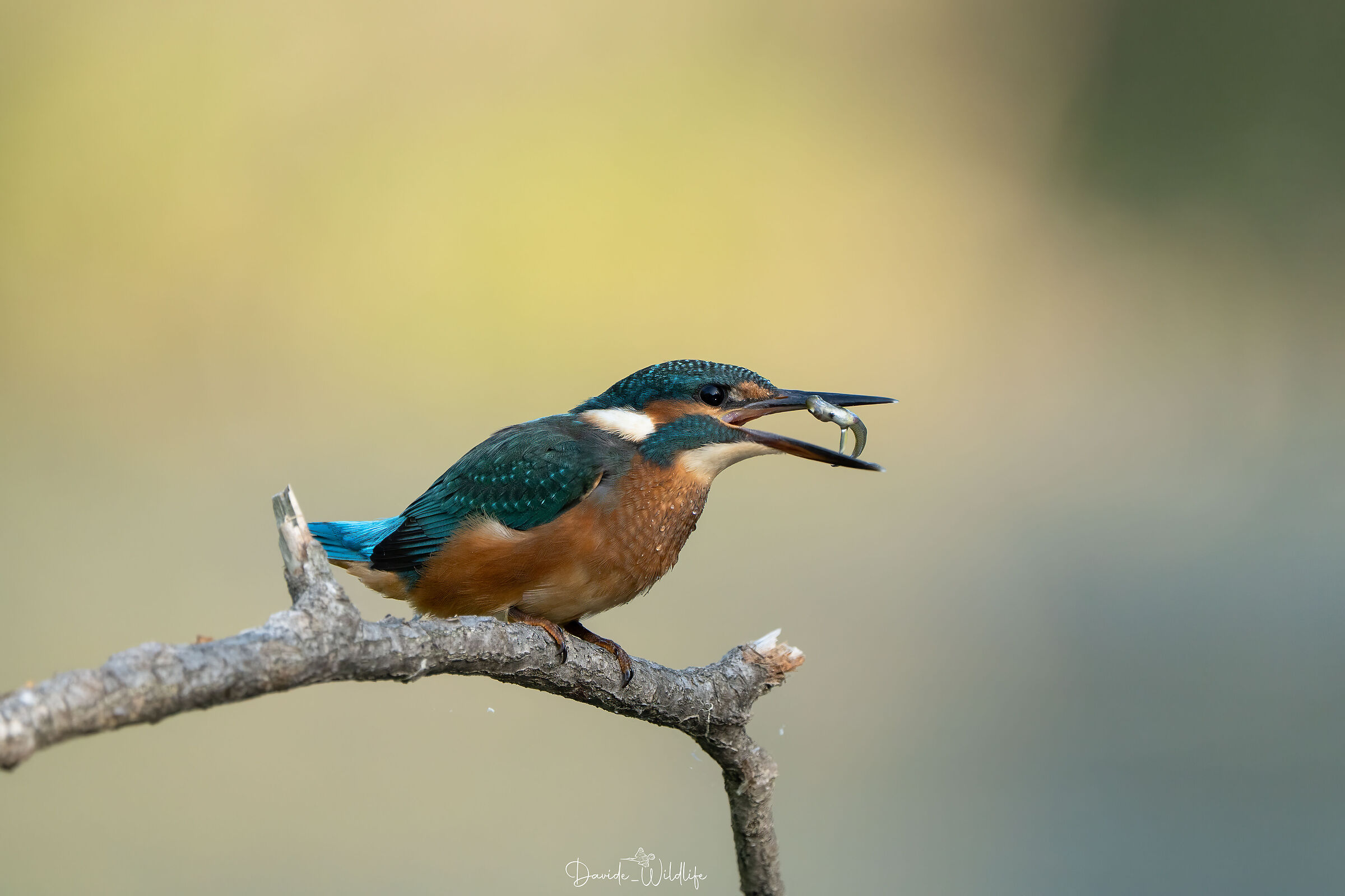 Kingfisher