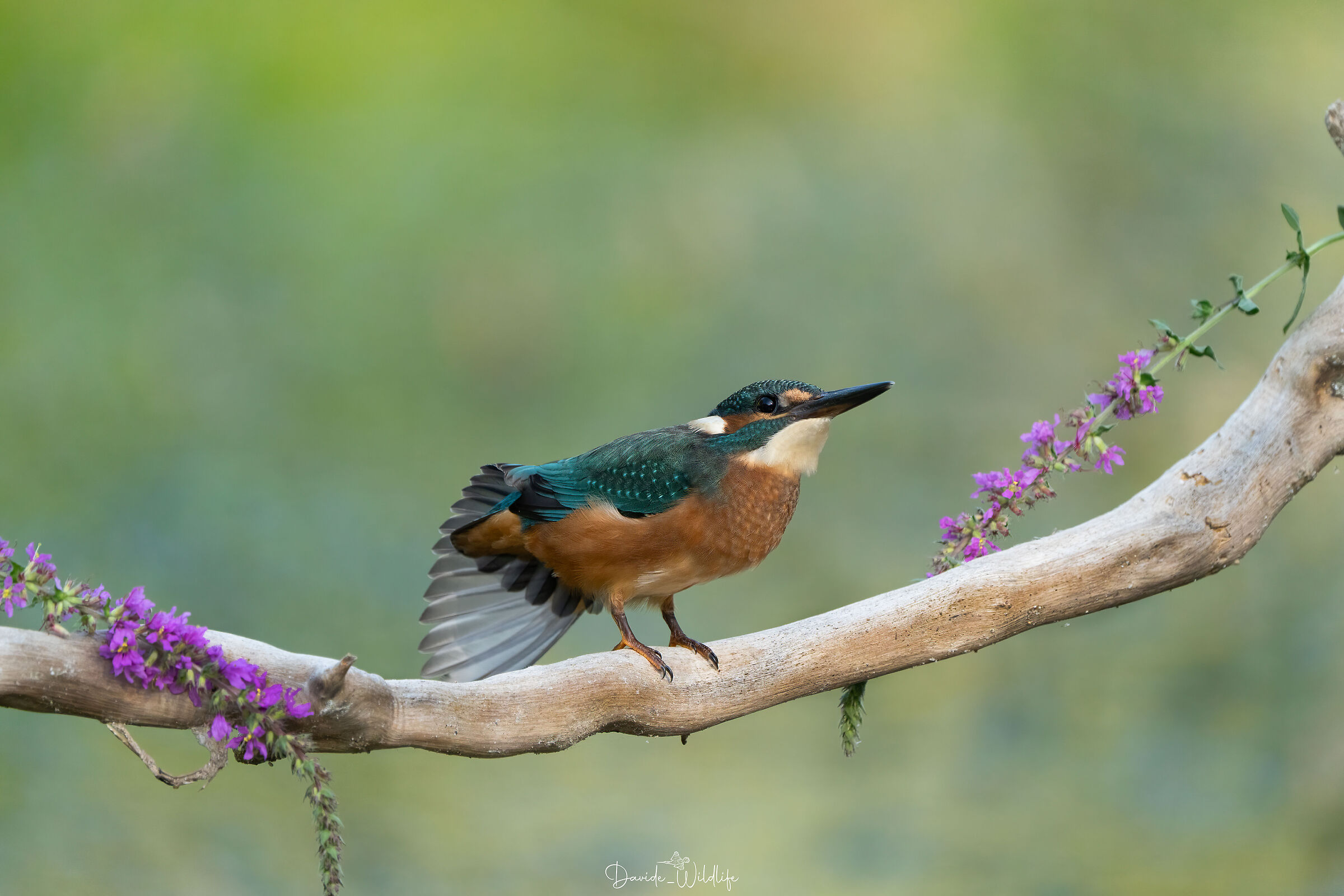 Martin pescatore che danza tra i fiori