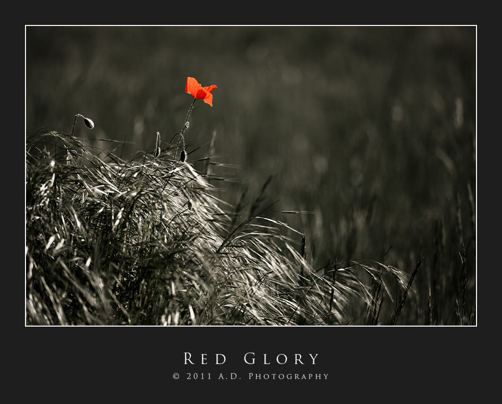Red Glory