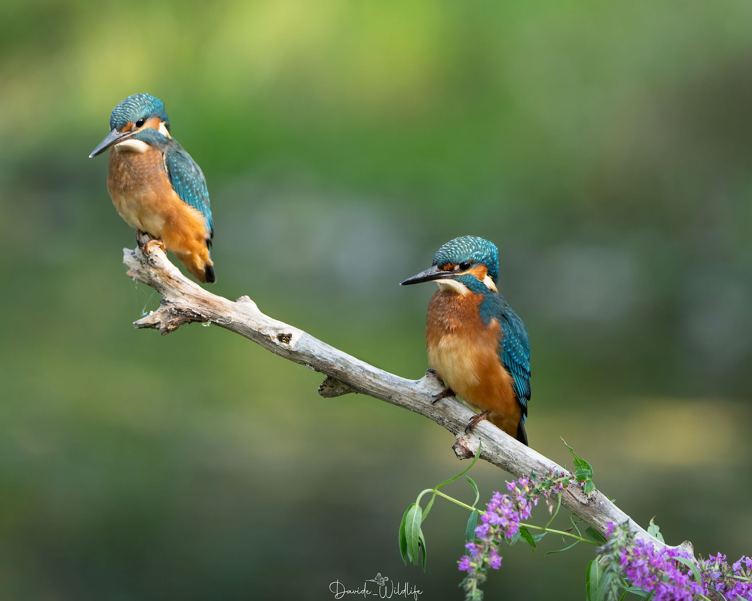 Kingfisher Little Brothers