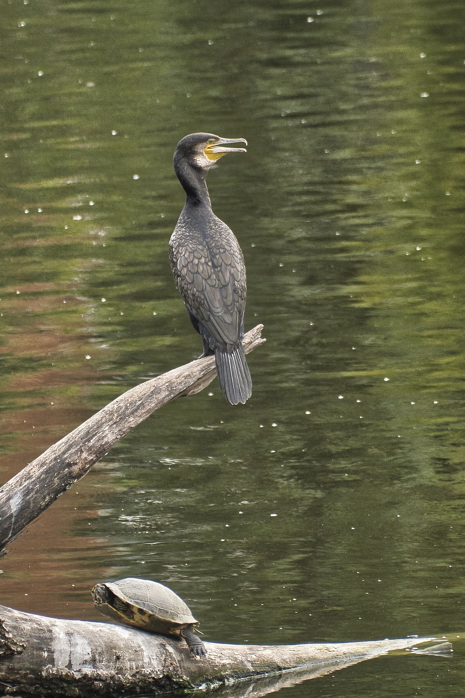 Cormorano con Tartaruga
