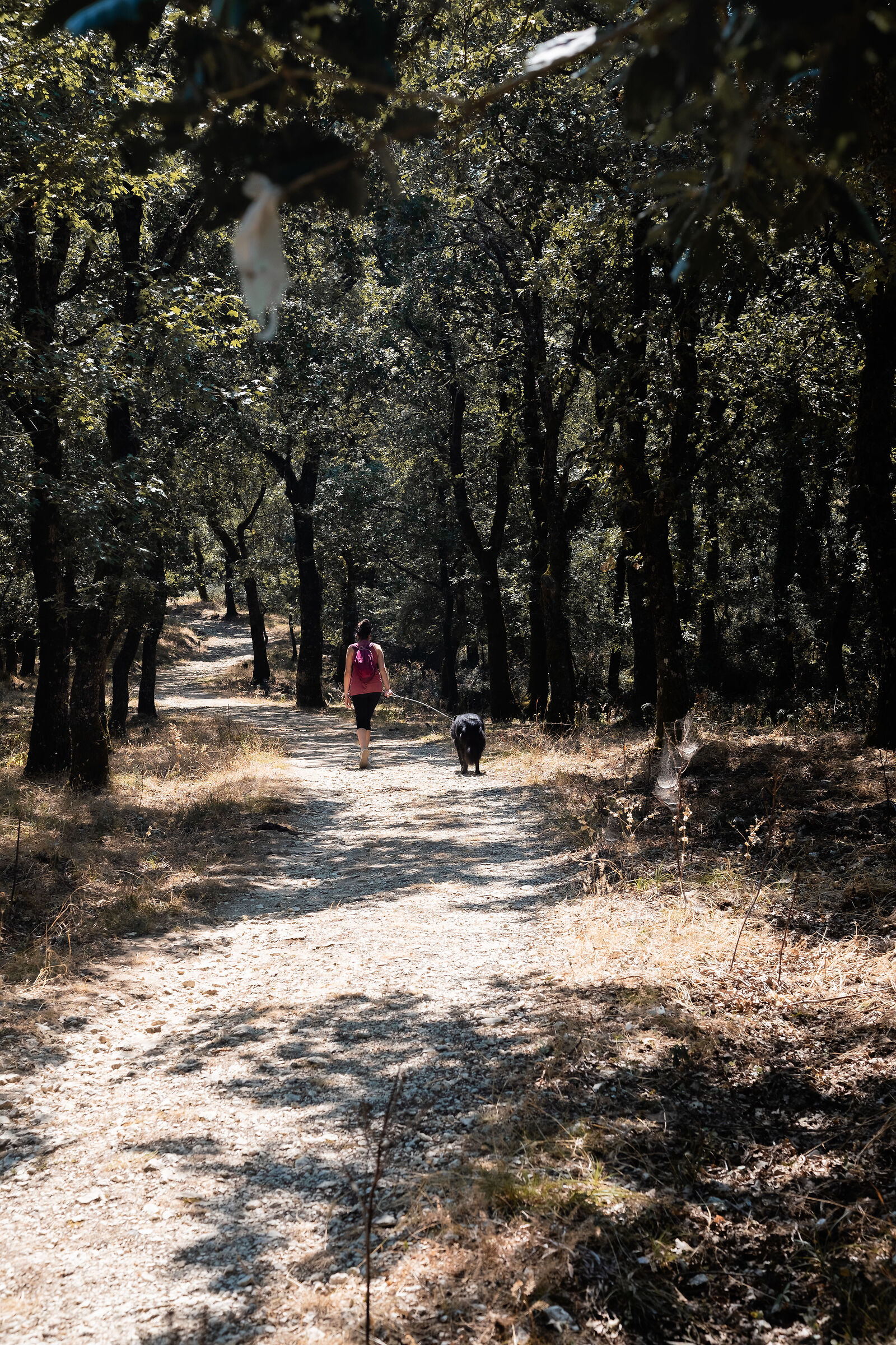 Walking through the woods I
