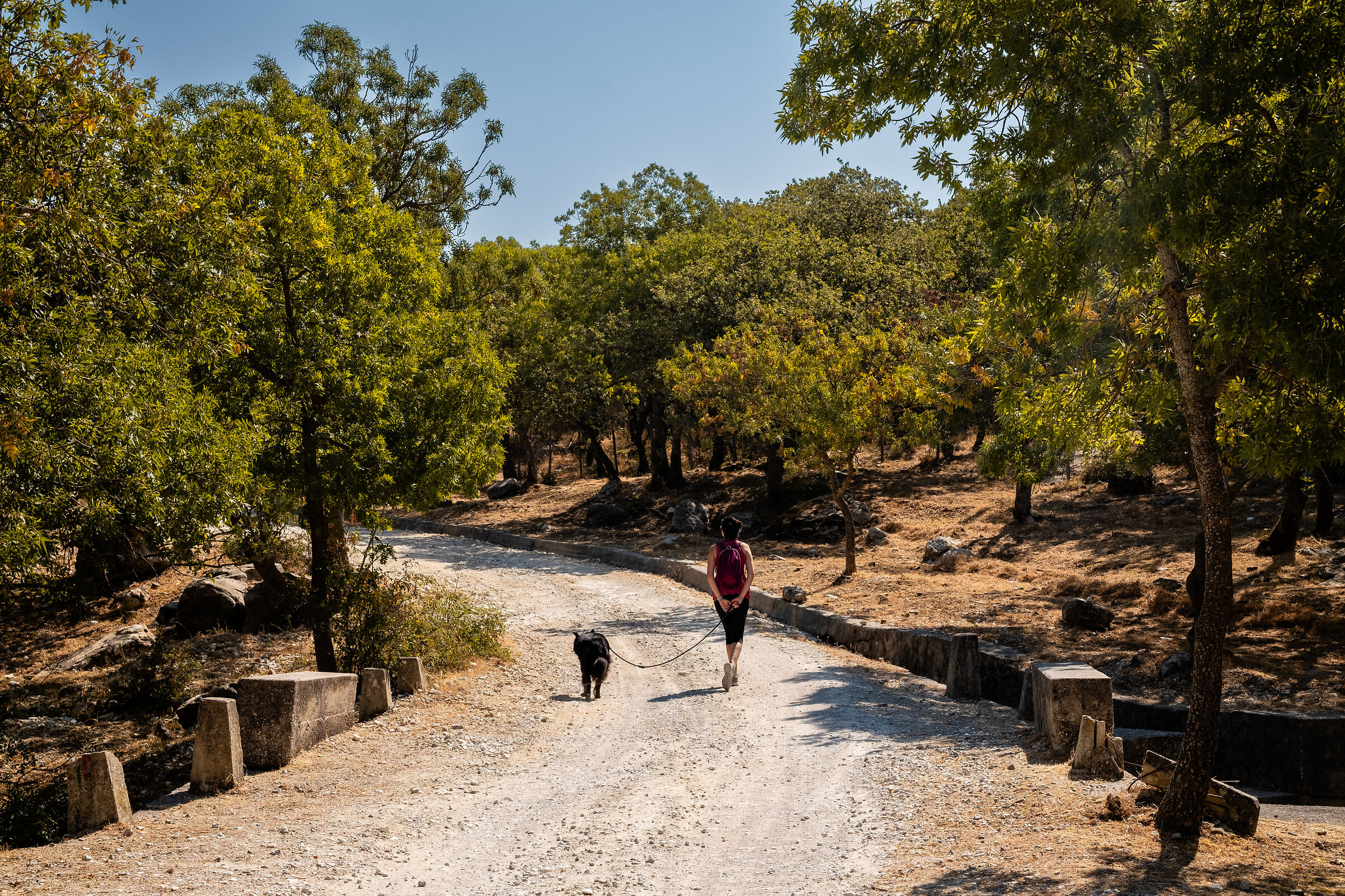 Walking through the woods II
