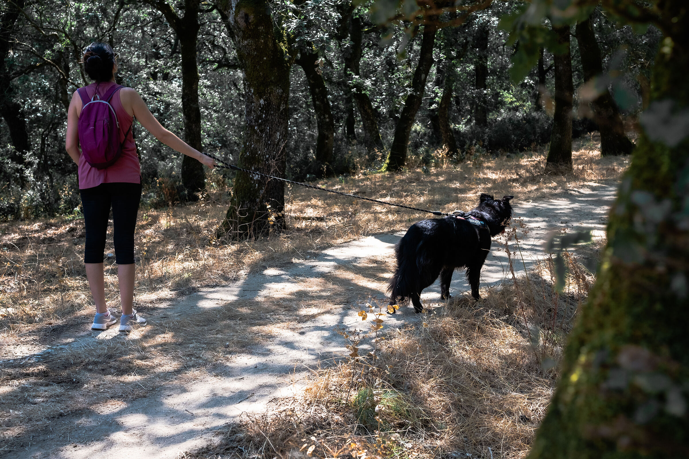 Walking through the woods III