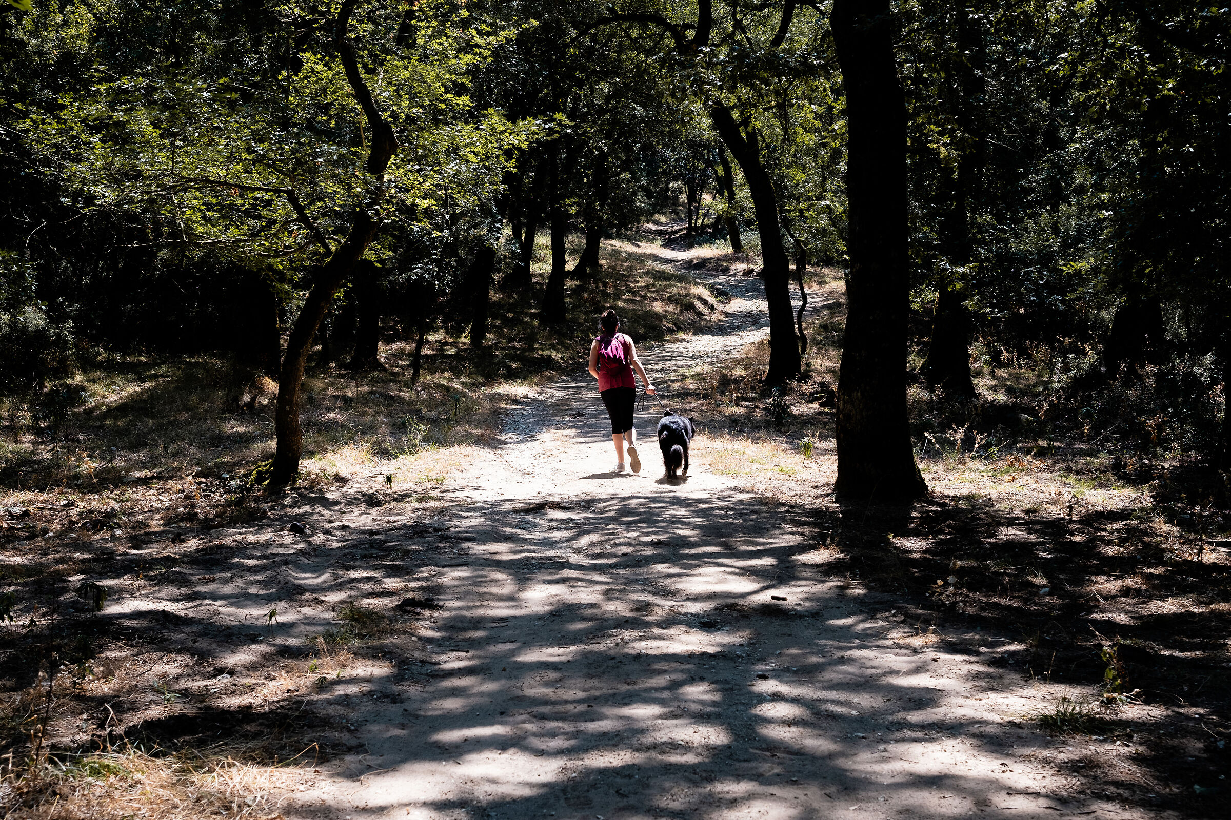 Walking through the woods IV