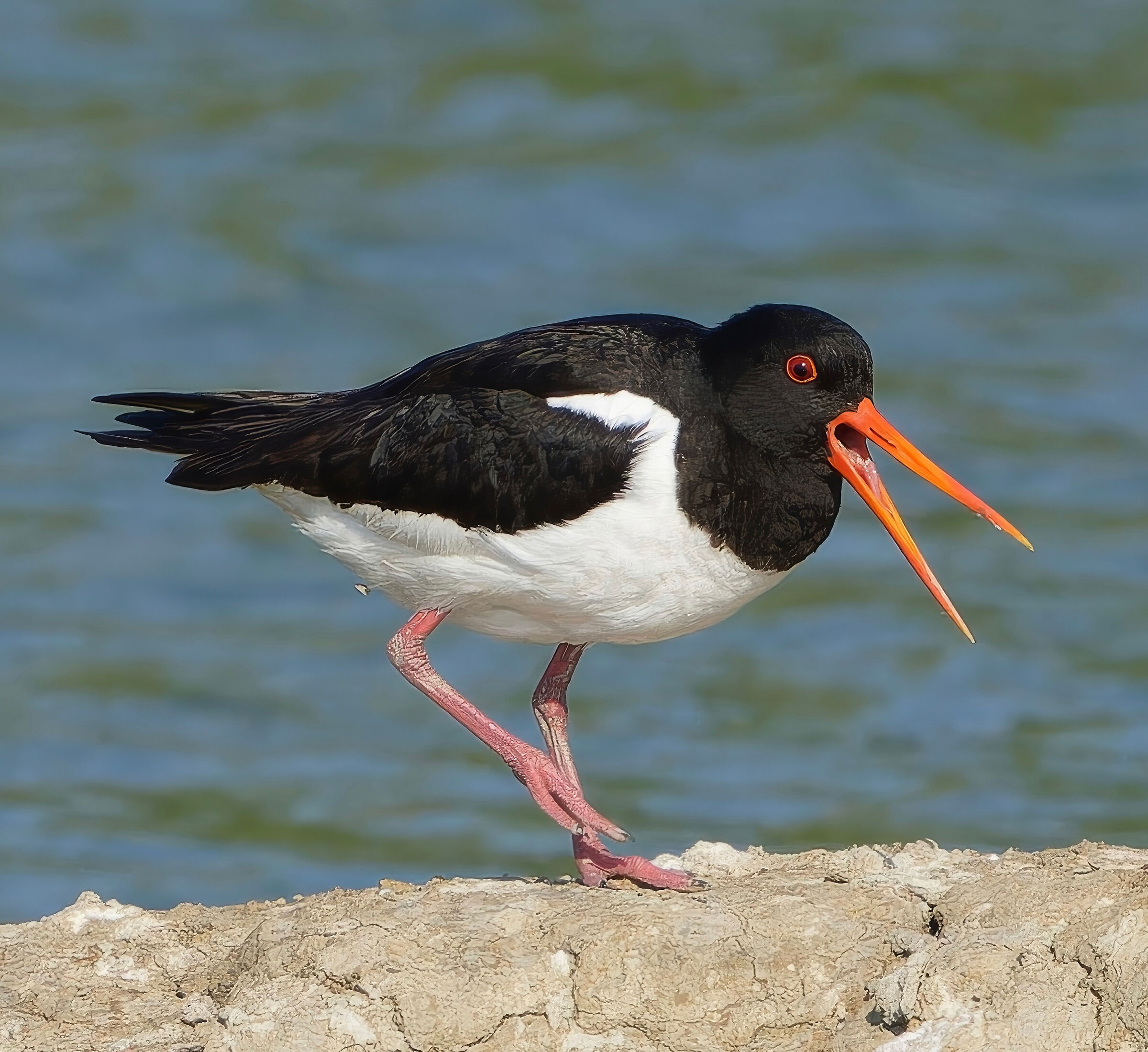 Oystercatcher