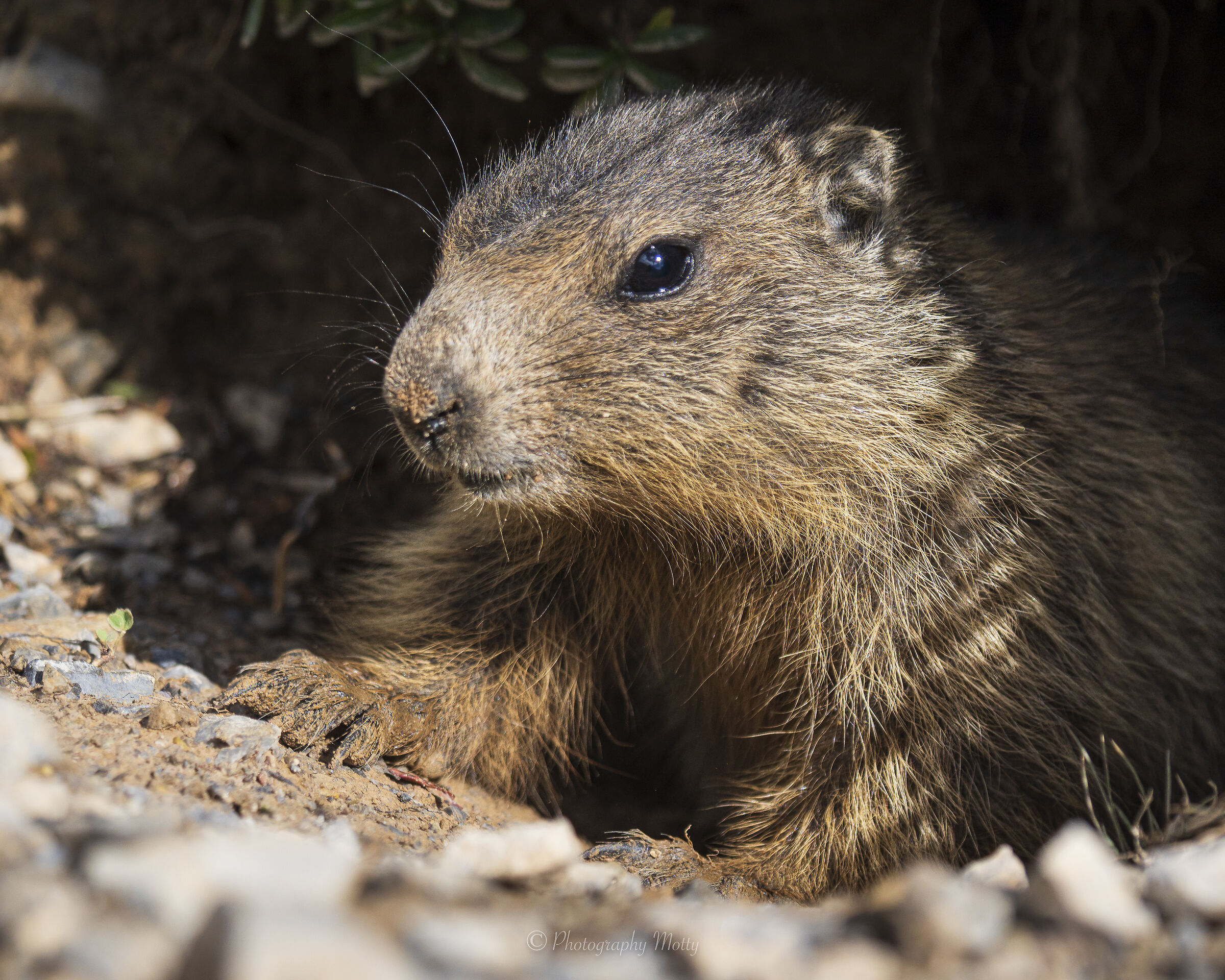 Sbirciatina fuori dalla tana