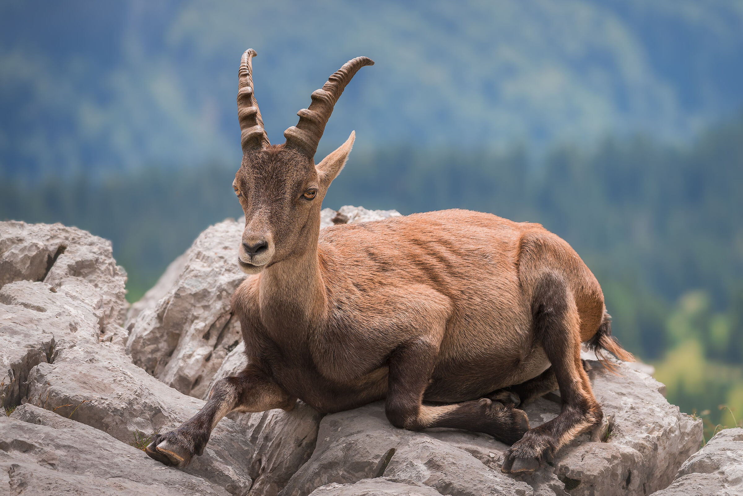 Ibex on the Montasio plateau