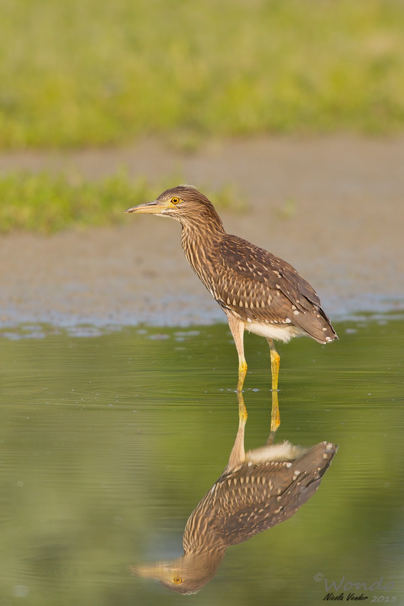 Night Heron young