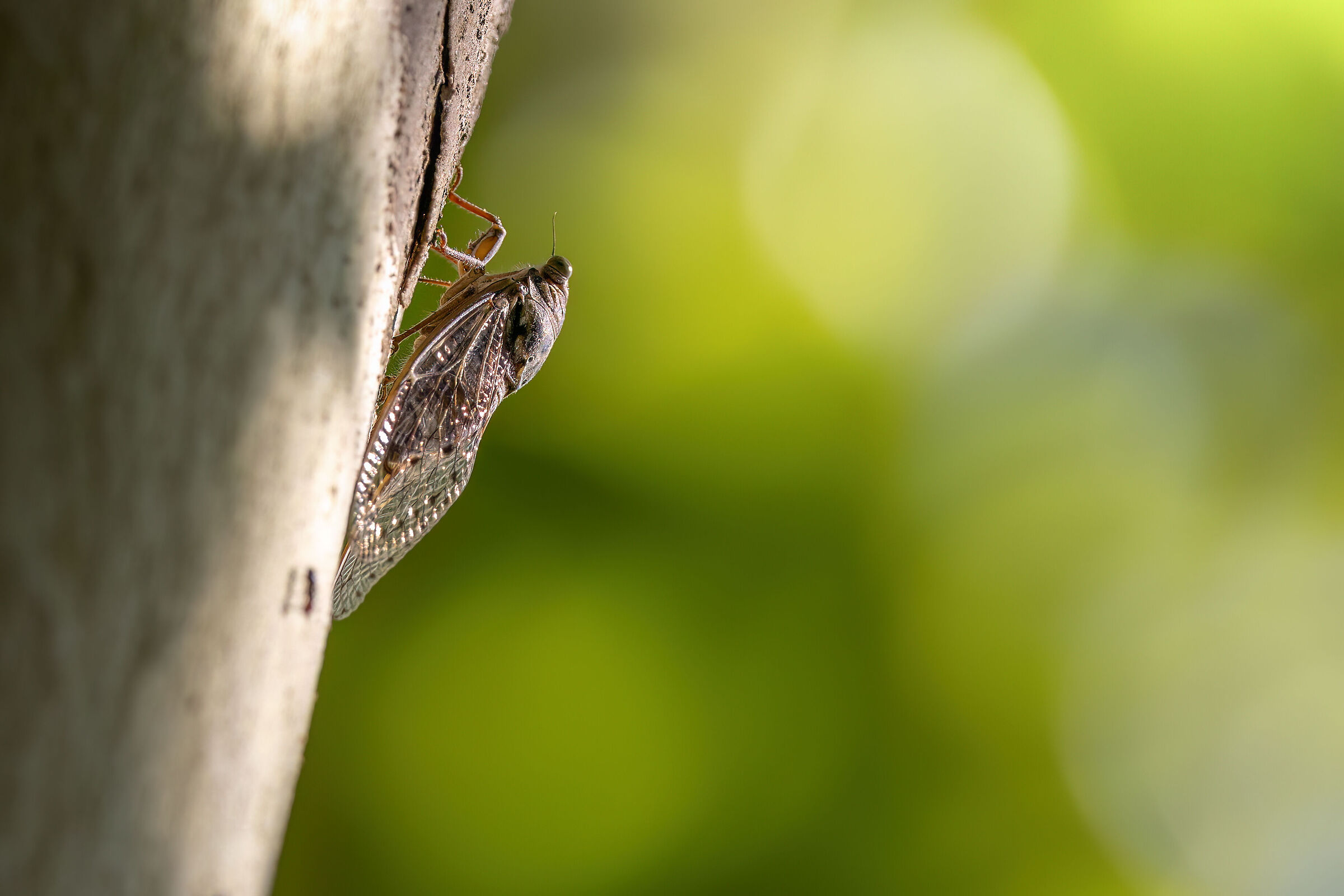 The Cicada and the Ant