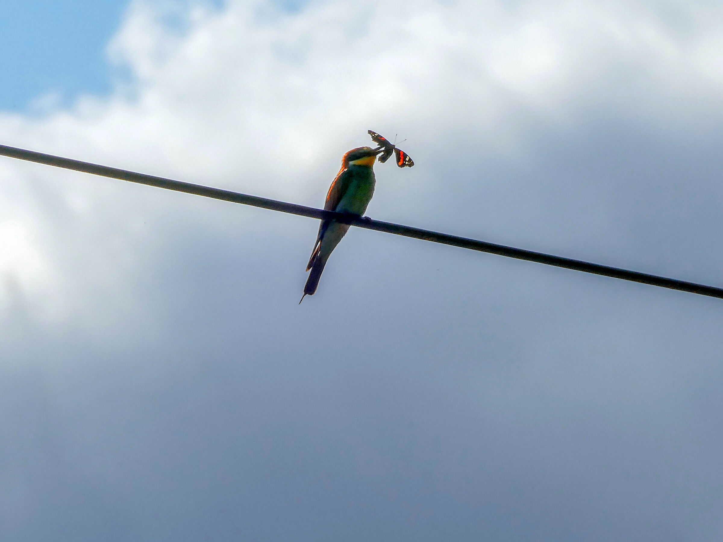 Bee-eater 1