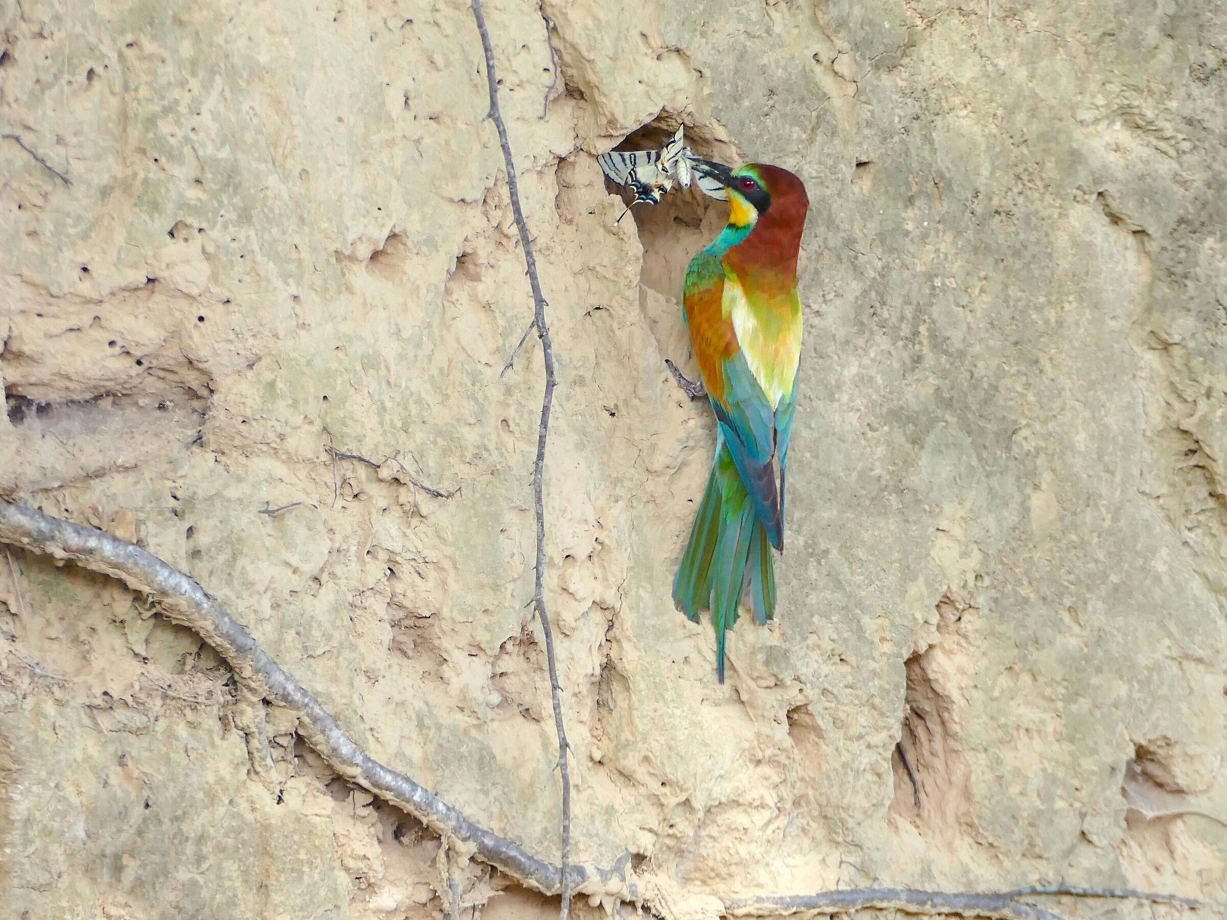 Bee-eater 2