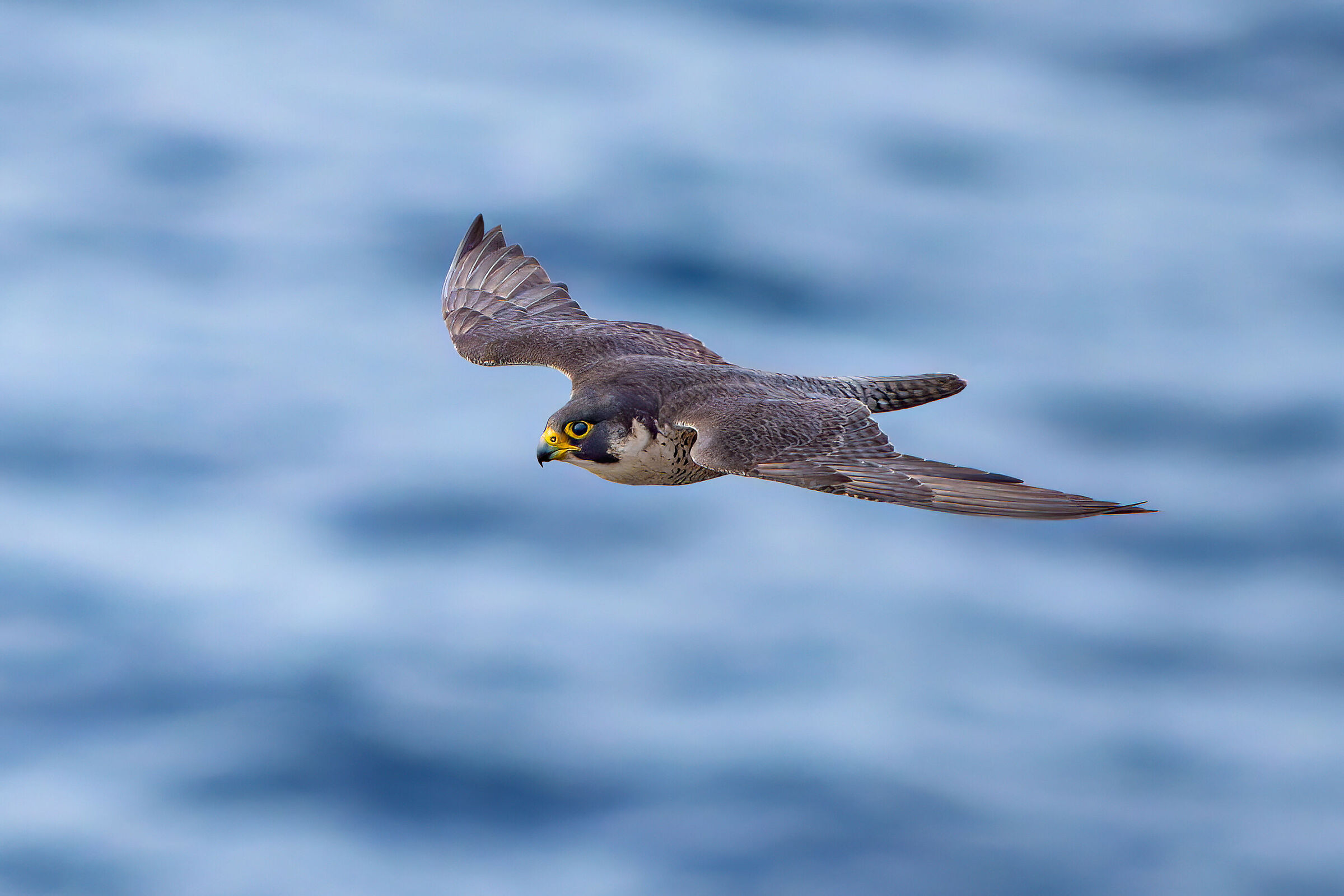 Pilgrim Falcon