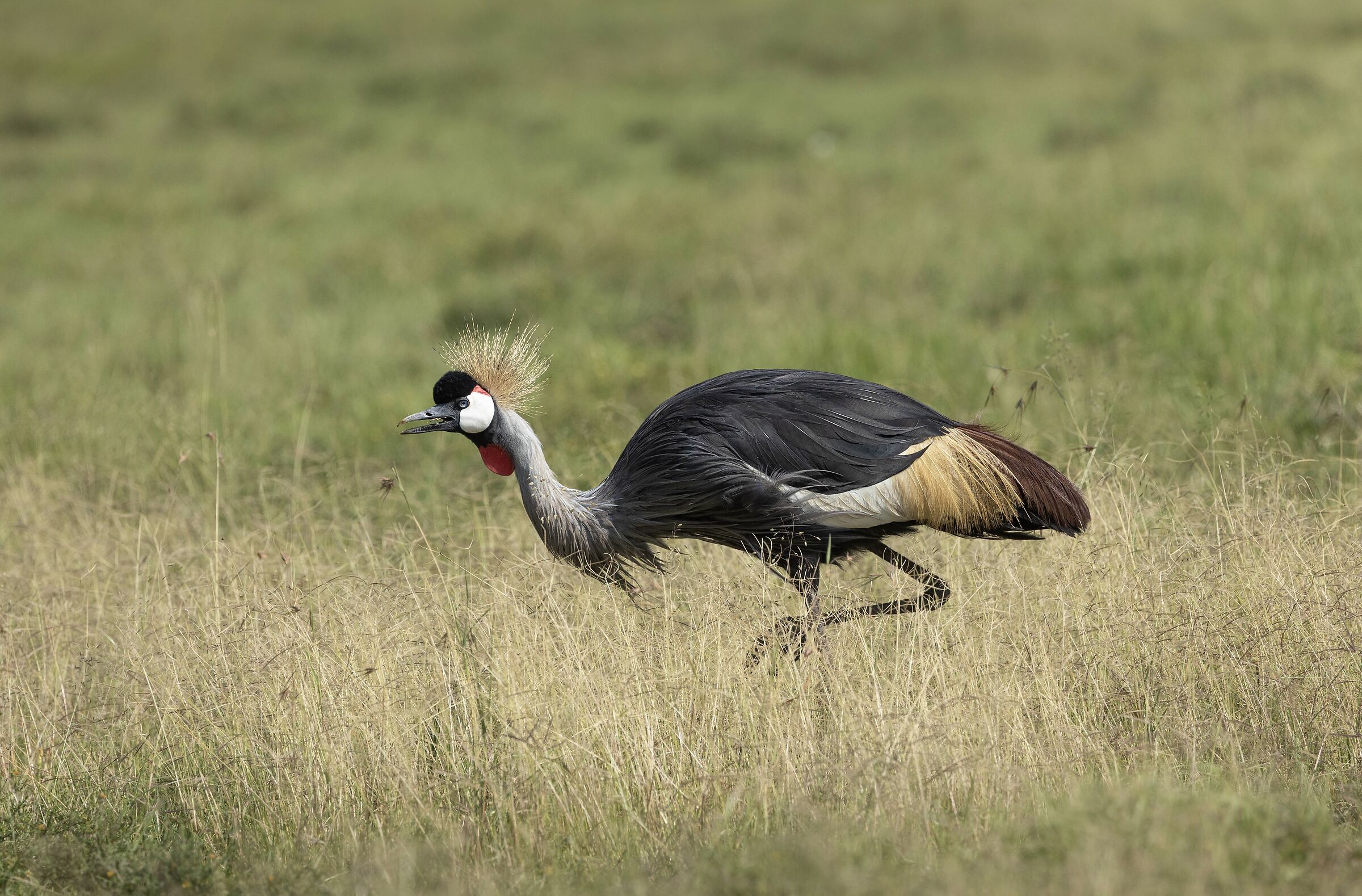 Credo di aver visto qualcosa…