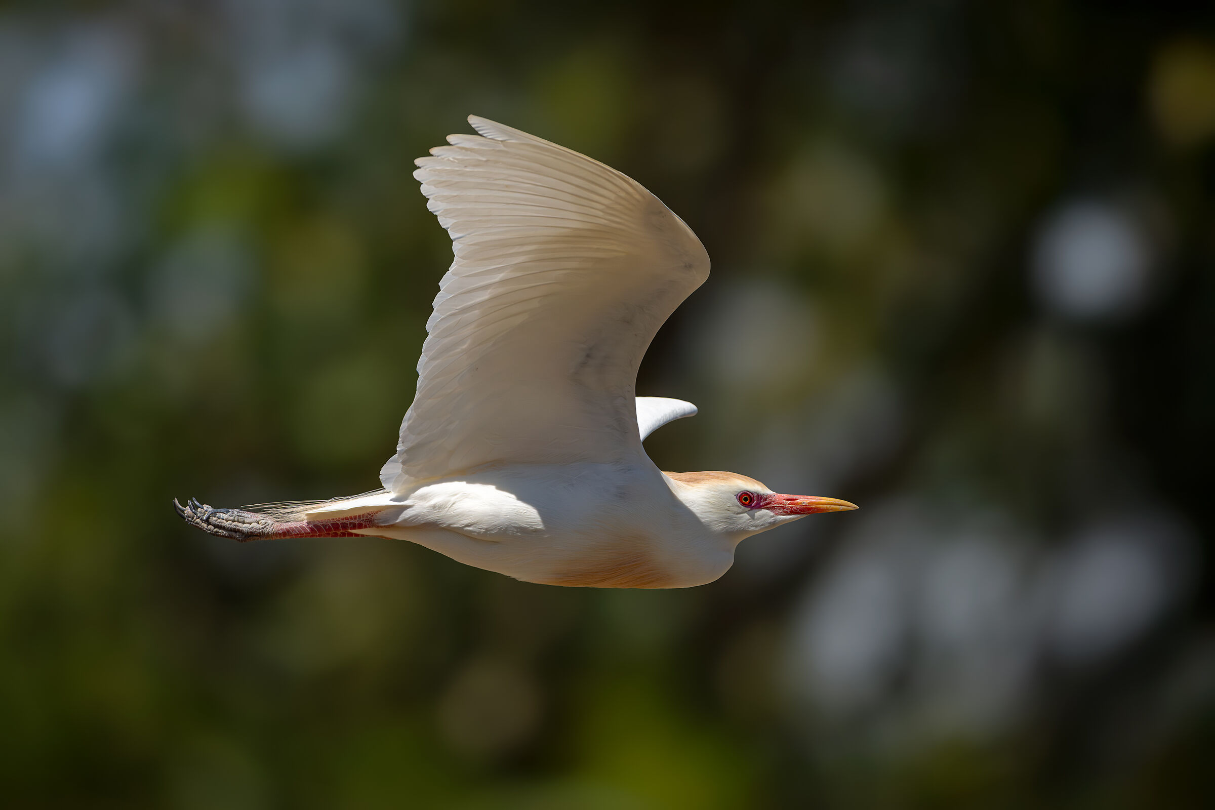 Cattle egret