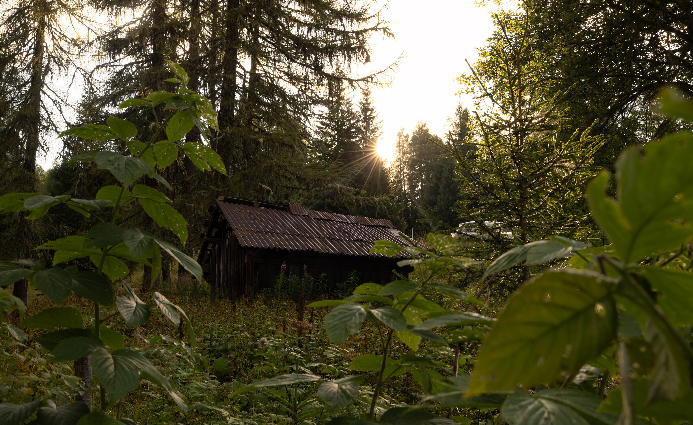 The house in the woods