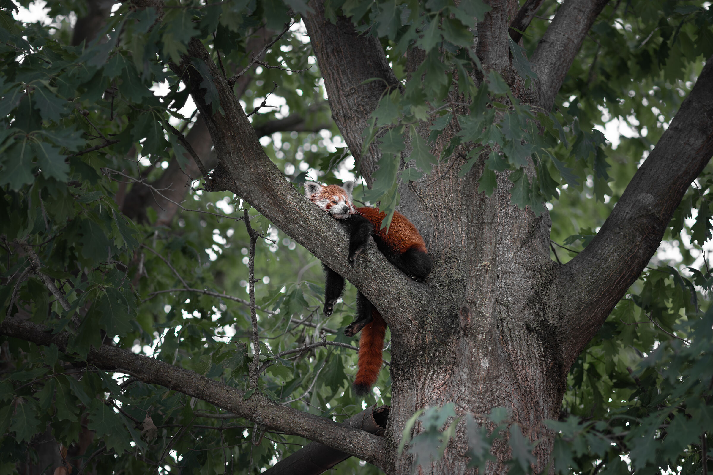 Panda rosso