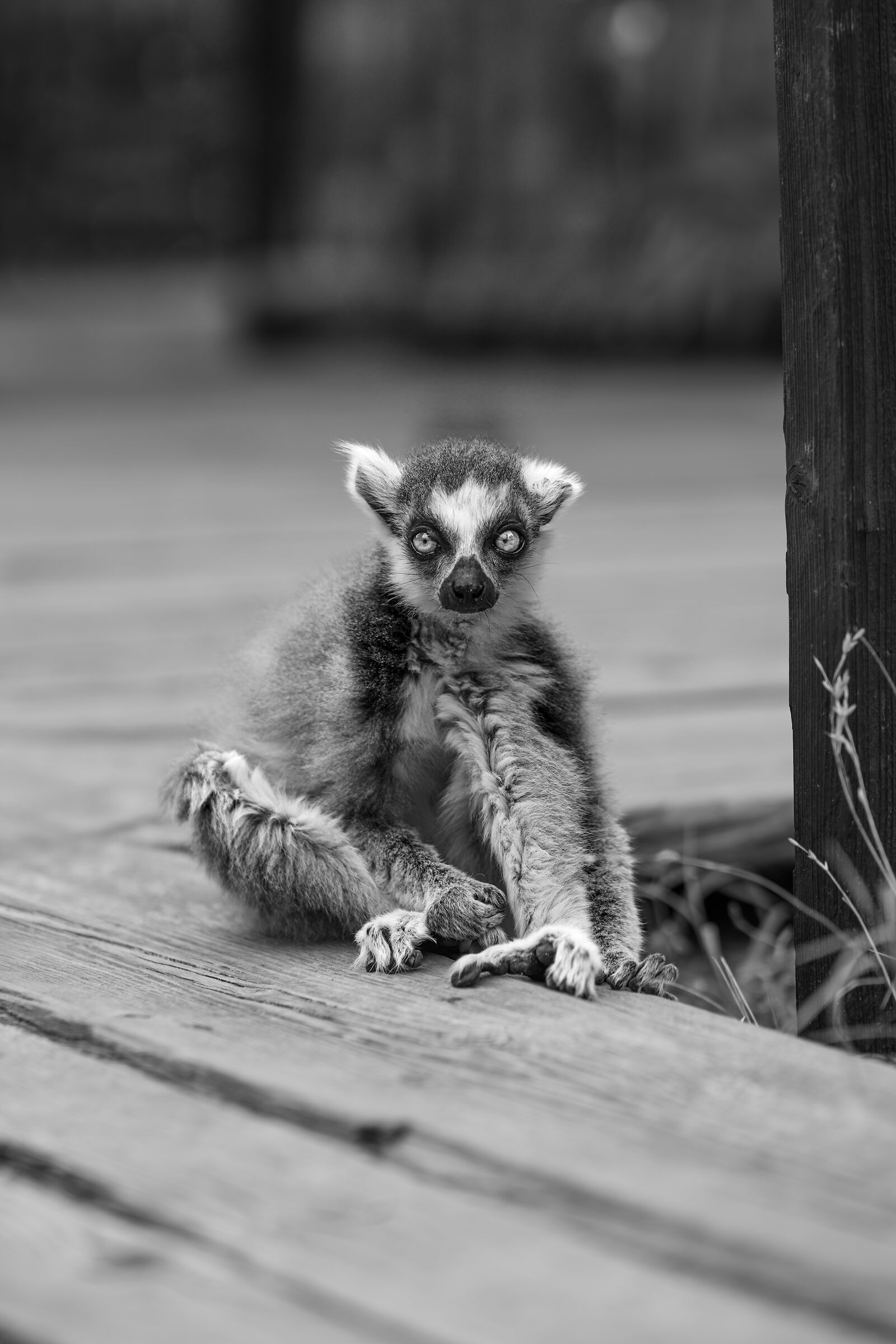 Lemur