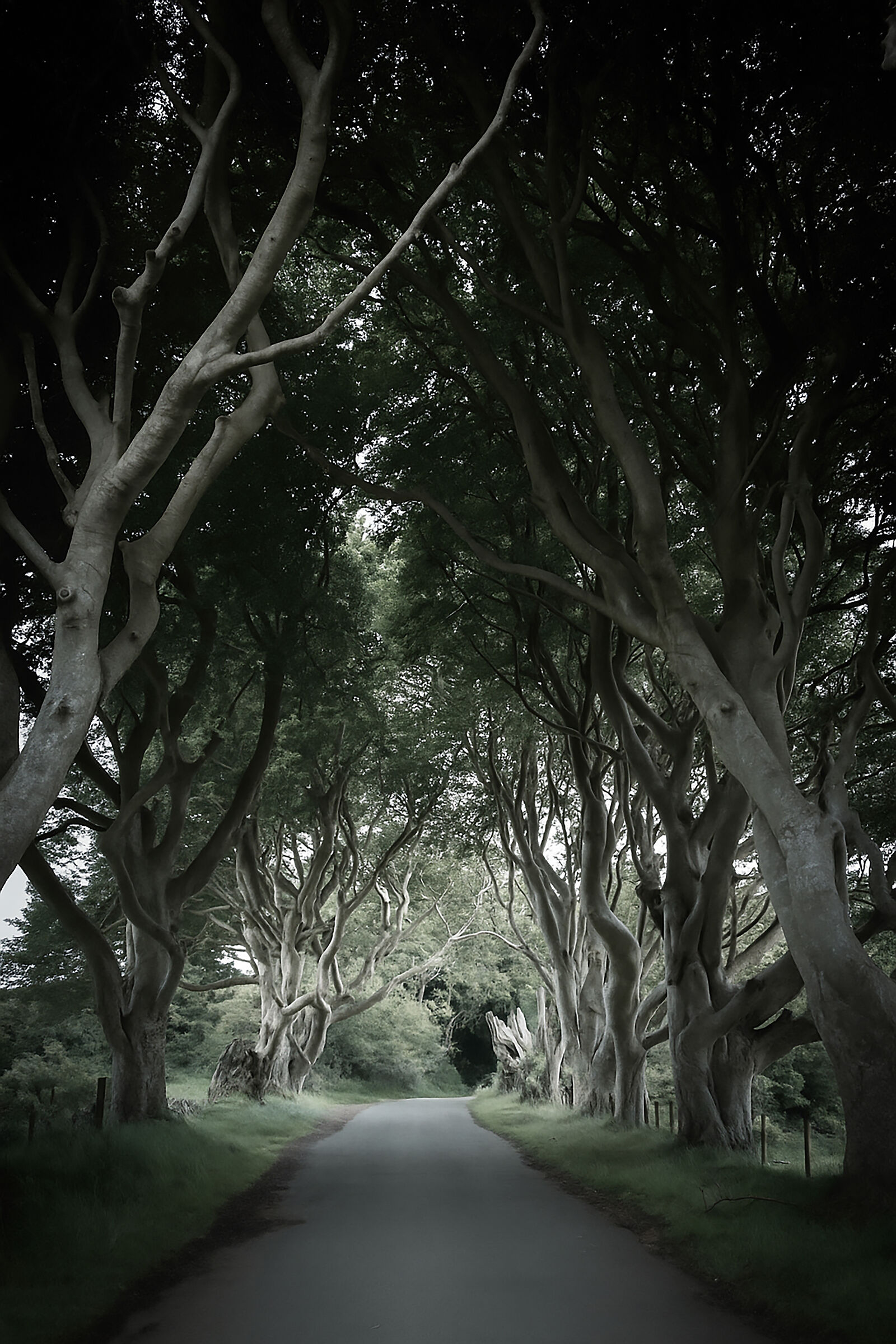 The Dark Hedges