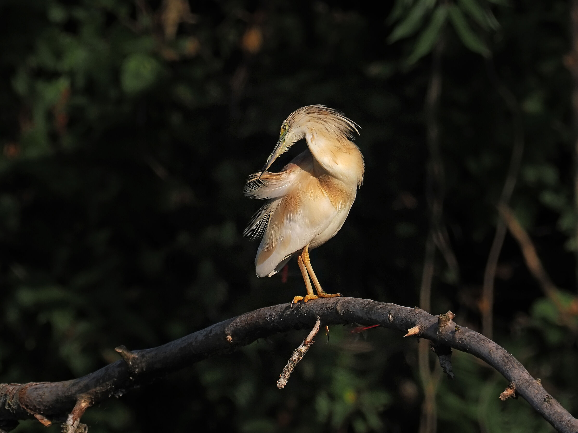 A touch up to the feathers