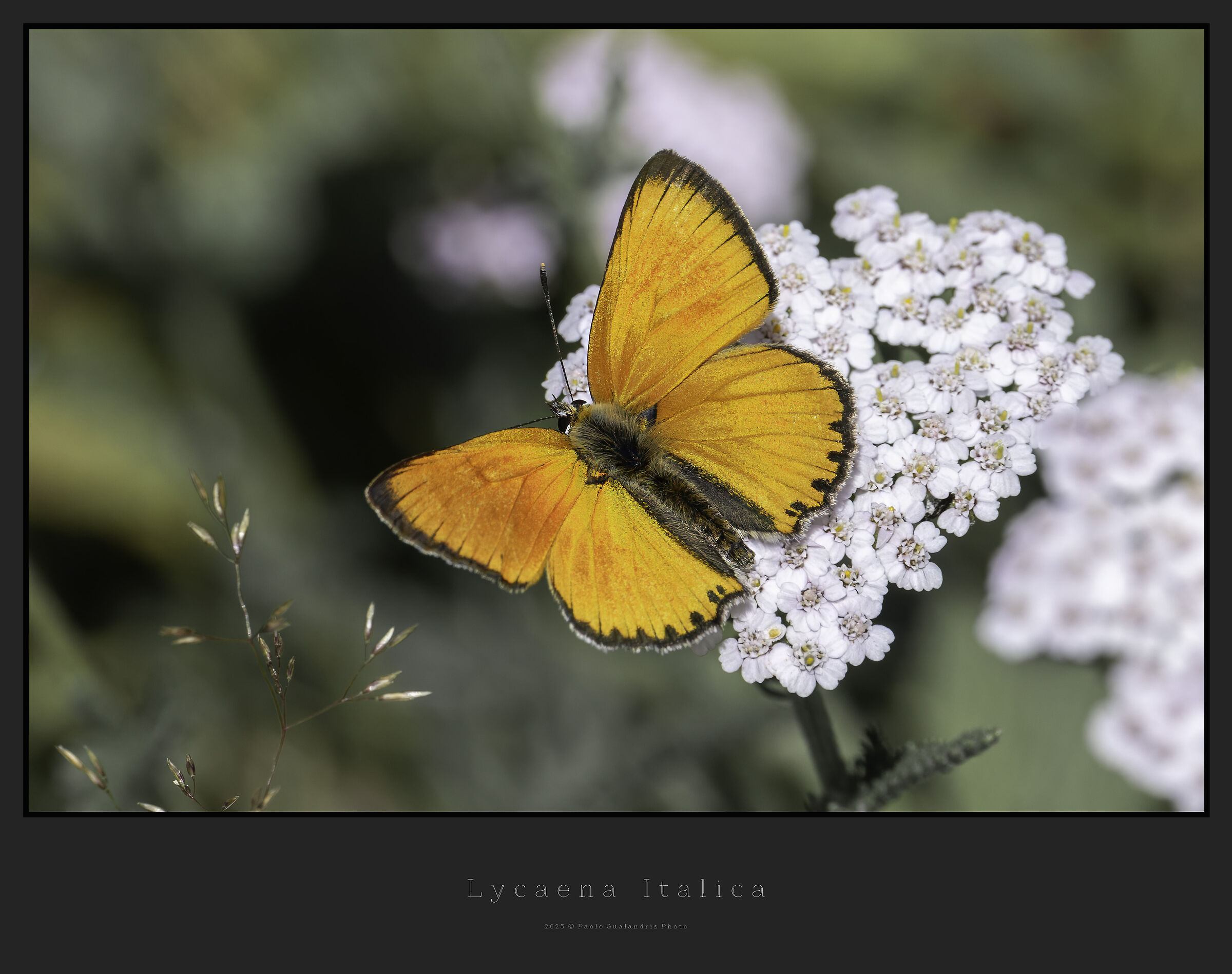Lycaena virgaureae