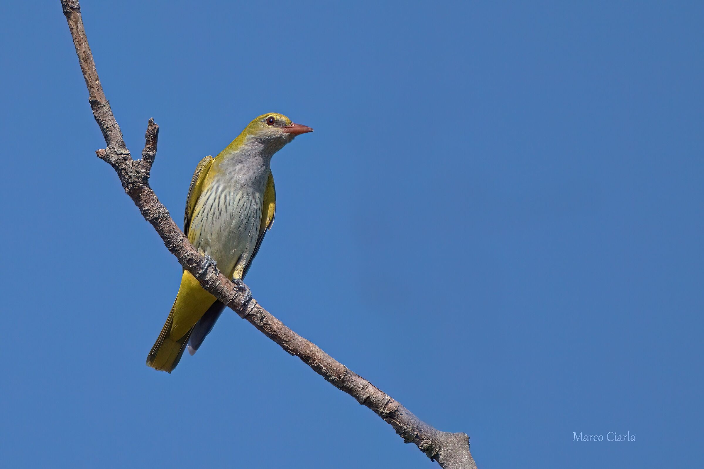 Rigogolo F. (Oriolus oriolus )