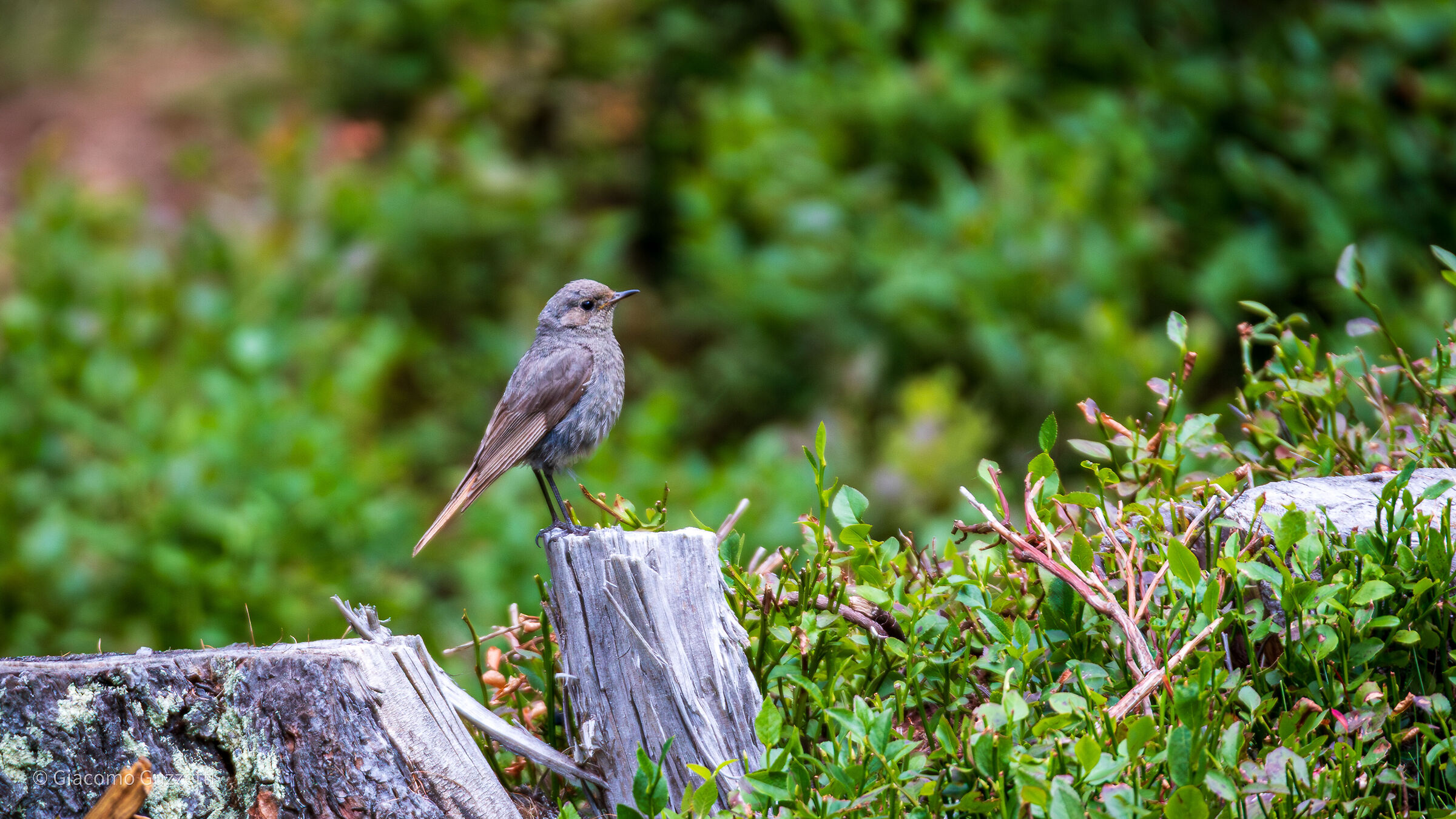 Strutting Redstart