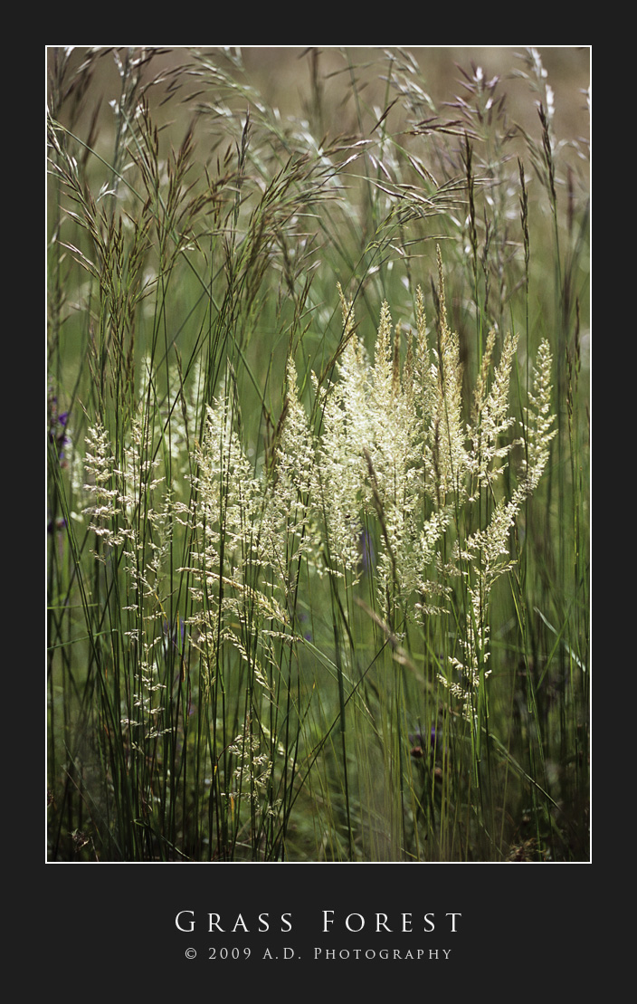 Grass Forest