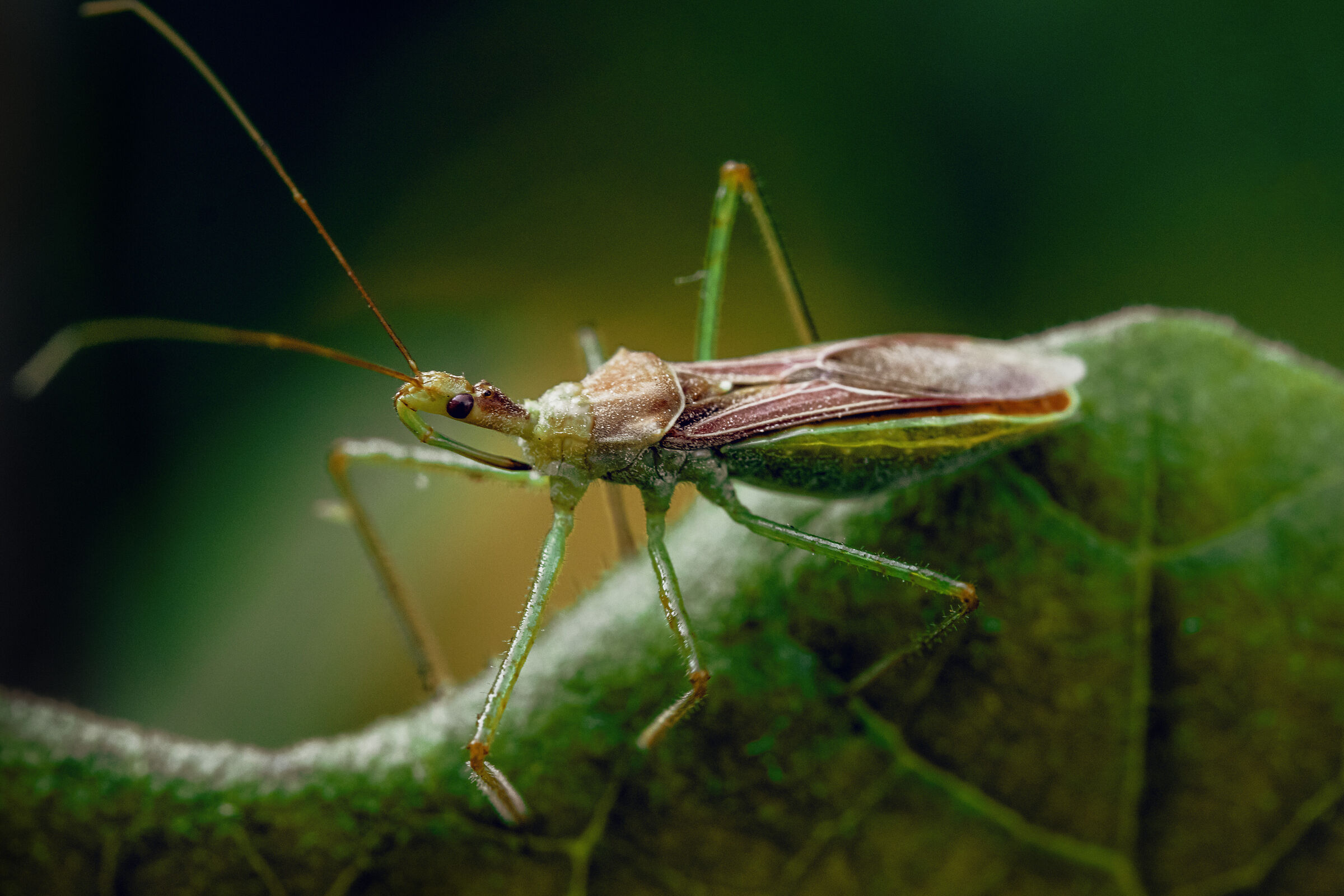Cimice Assassina delle foglie