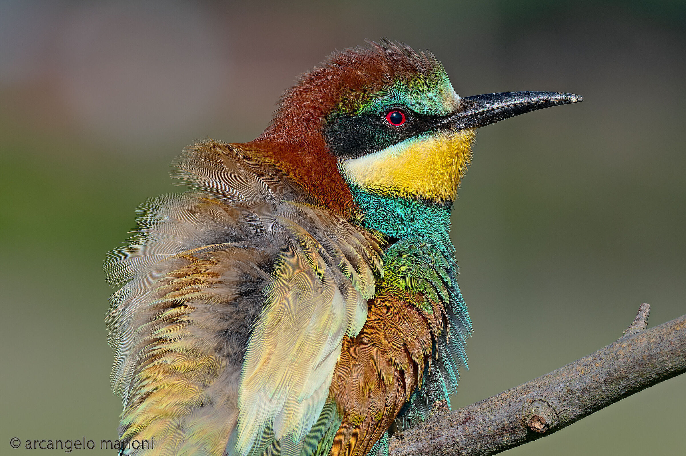 merops apiaster