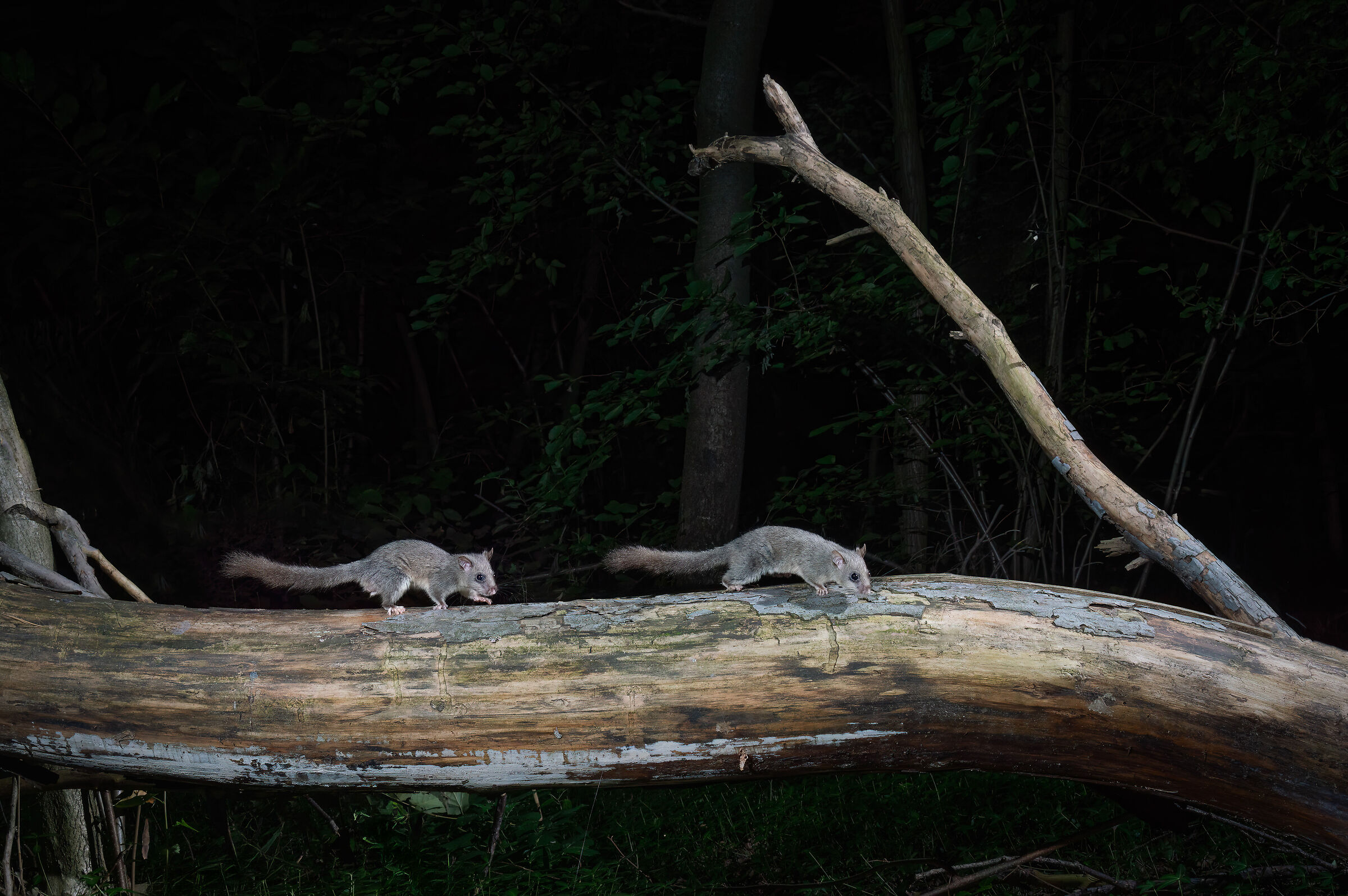 The two dormice