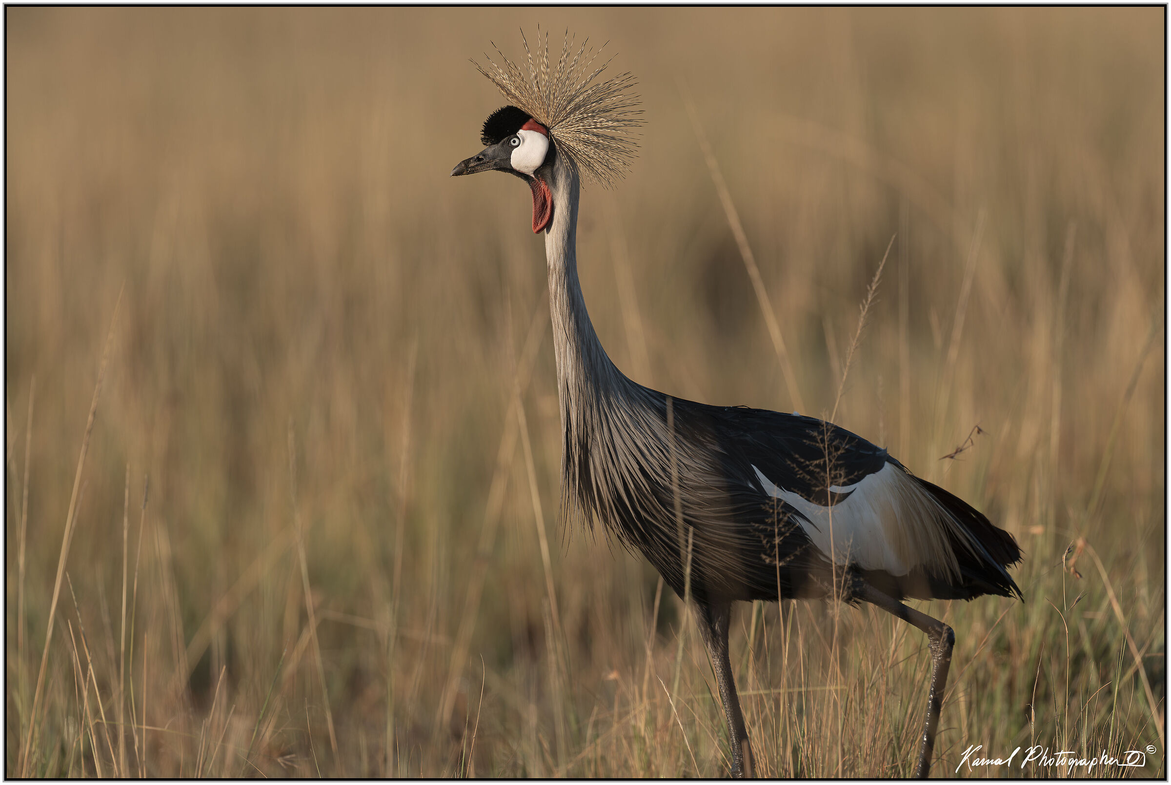 Grey Crowned Crane (Balearica regulorum)