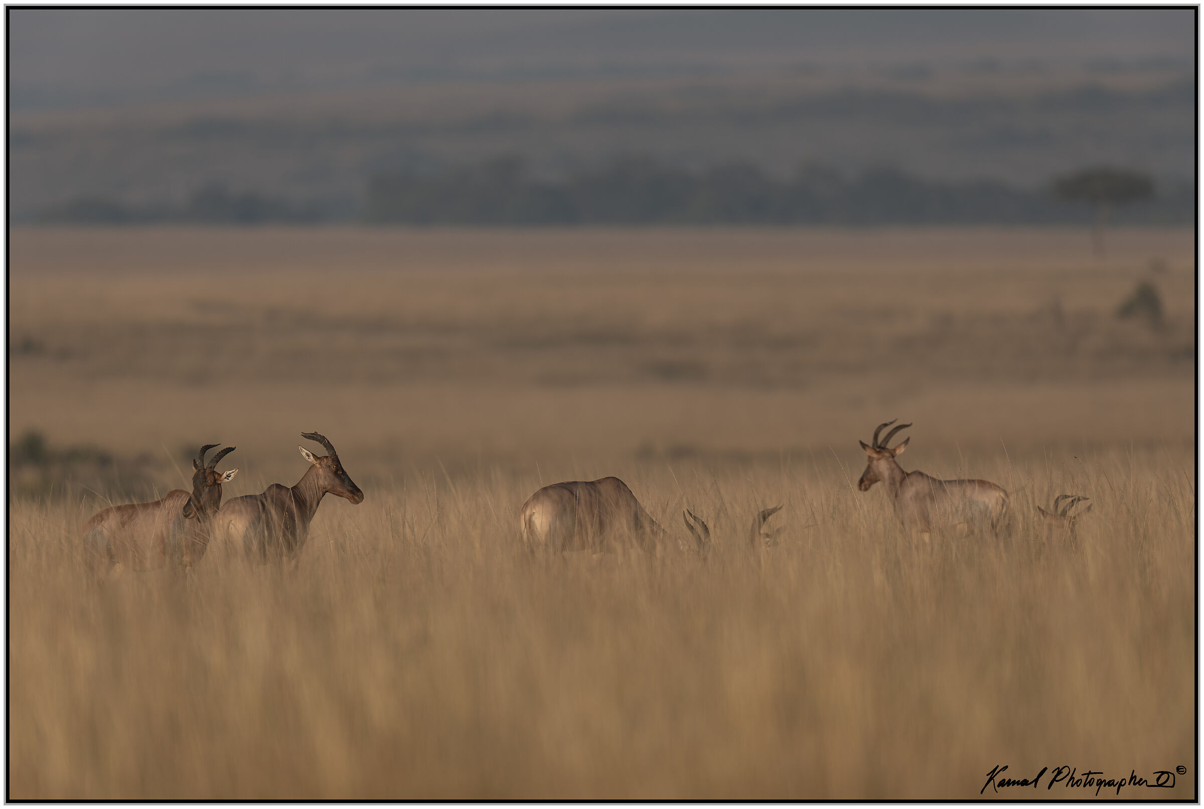Mice (Damaliscus lunatus jimela)