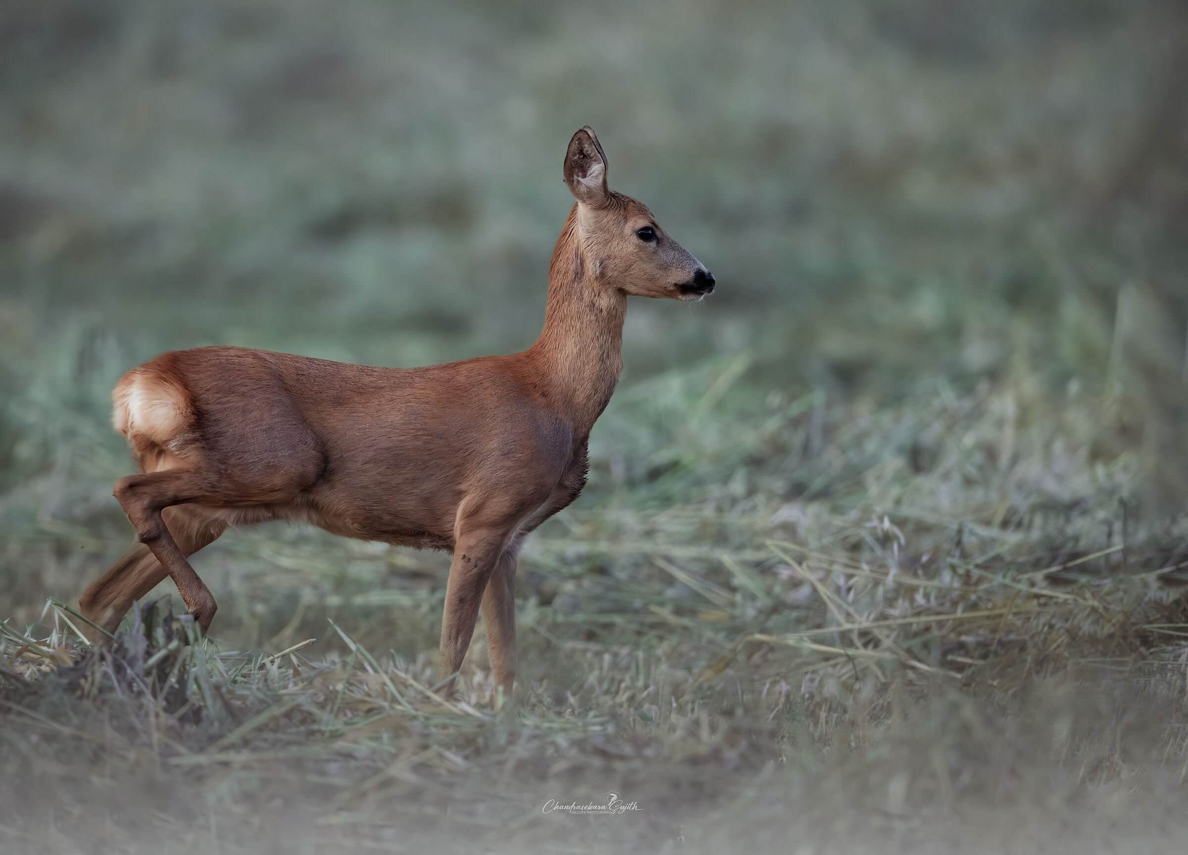 roe deer