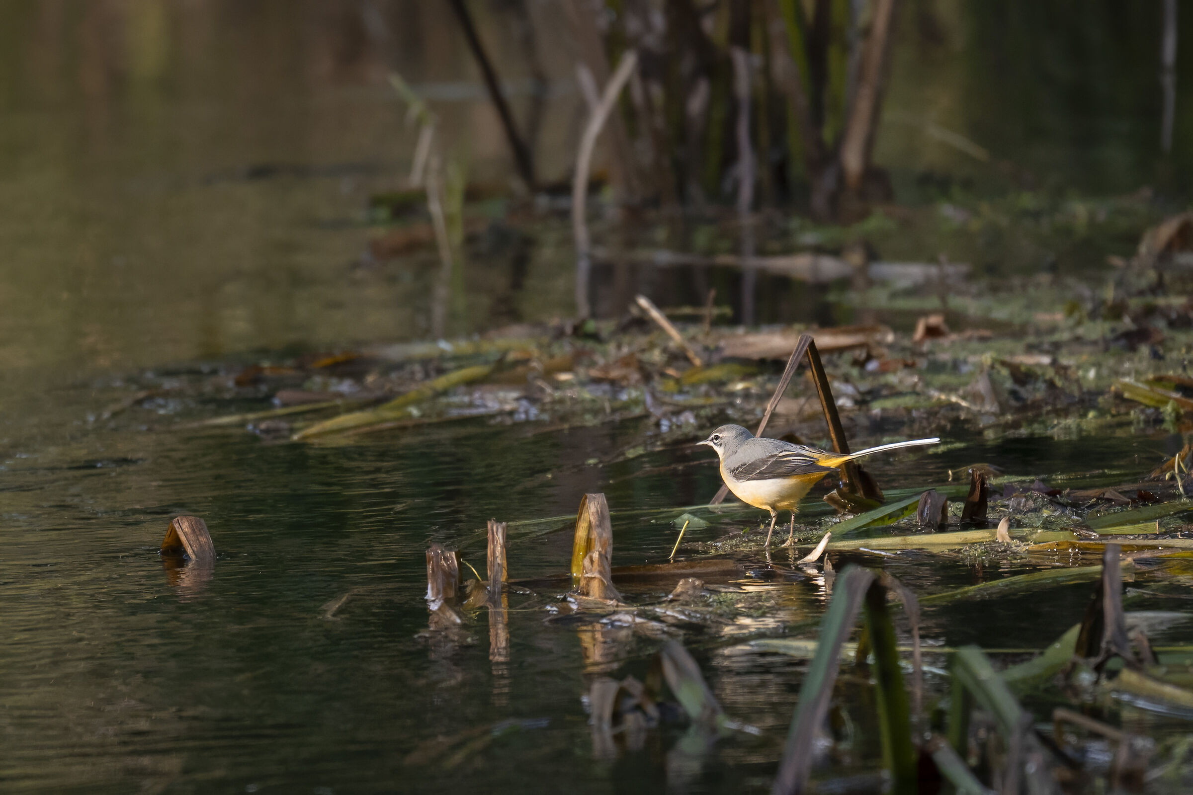 Grey wagtail