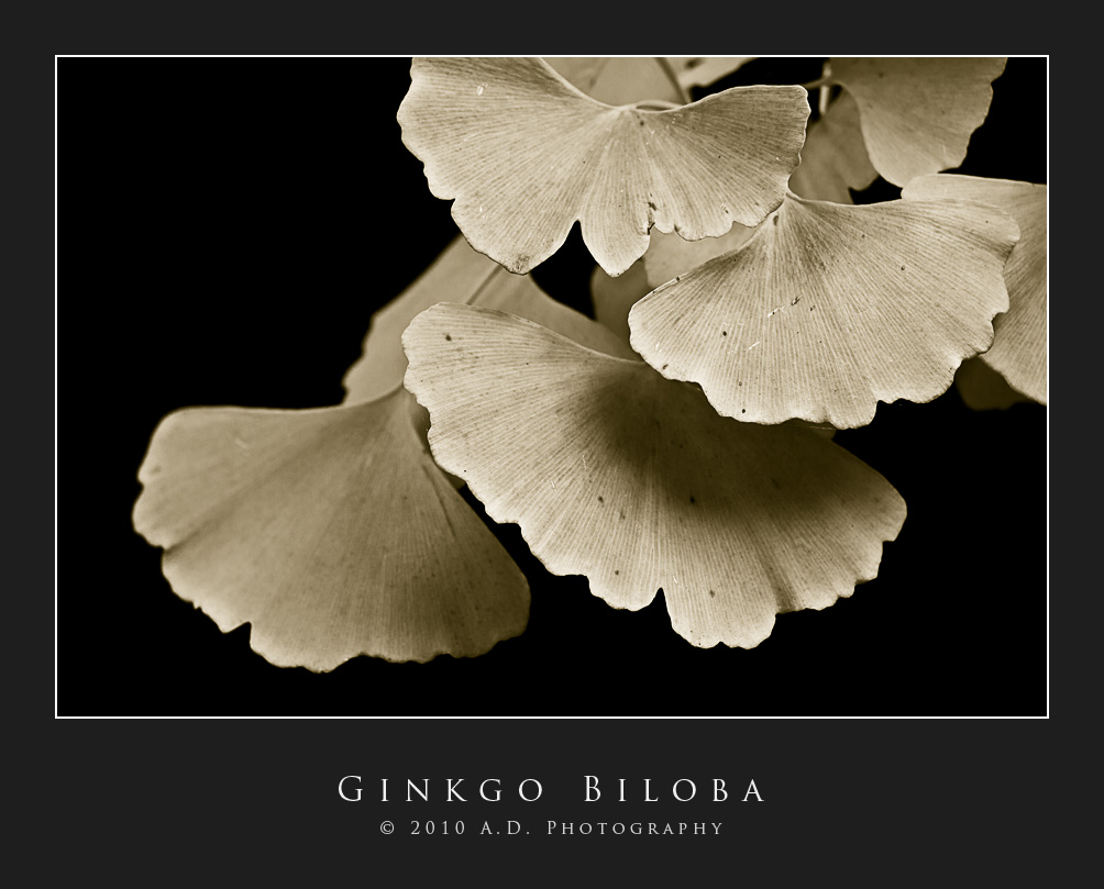 Ginkgo Biloba