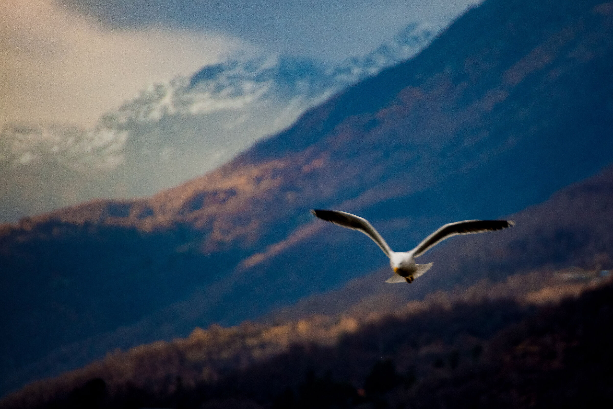 Jonathan Livingstone a Pallanza