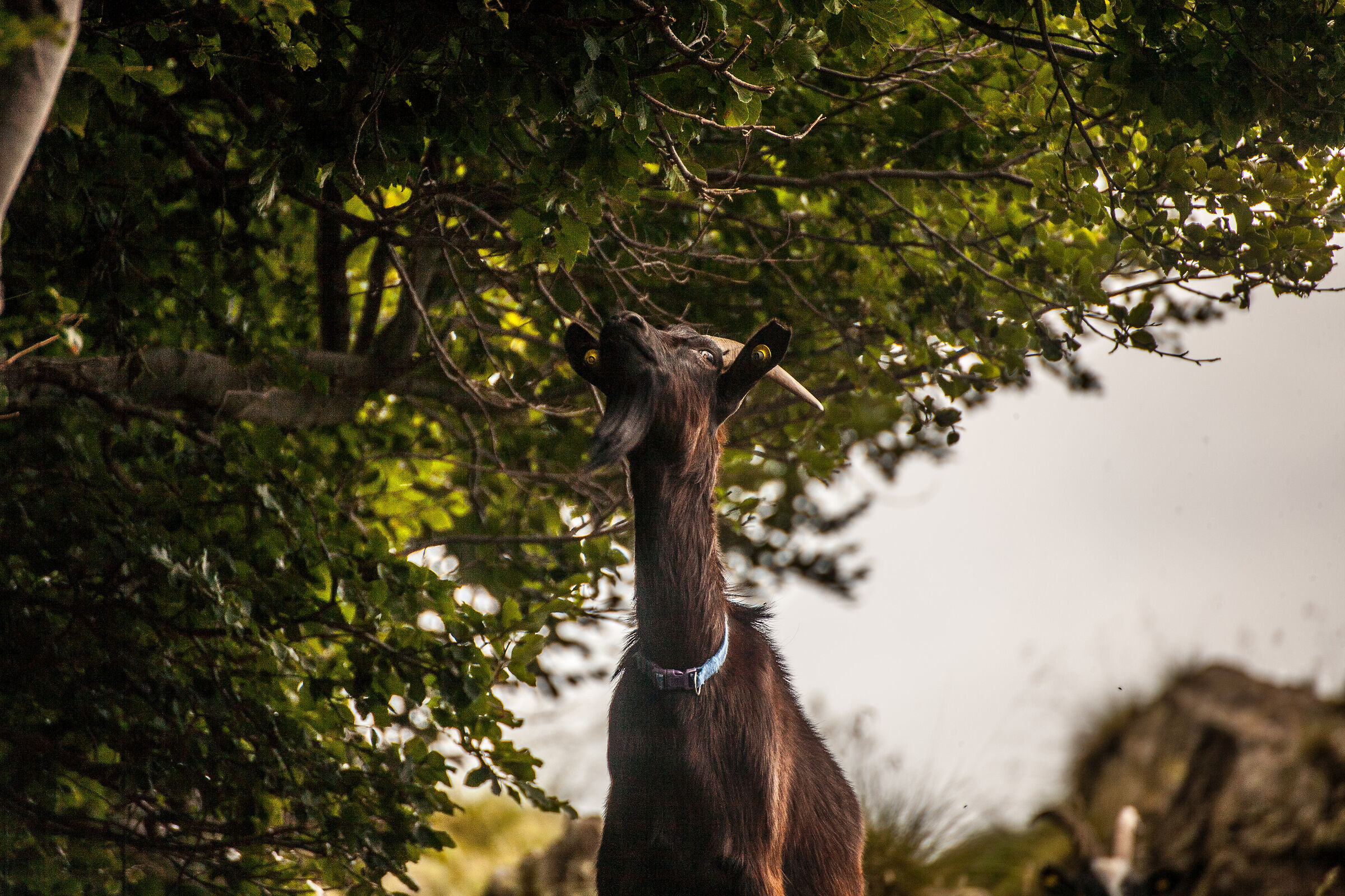 Sopra la panca la capra spera