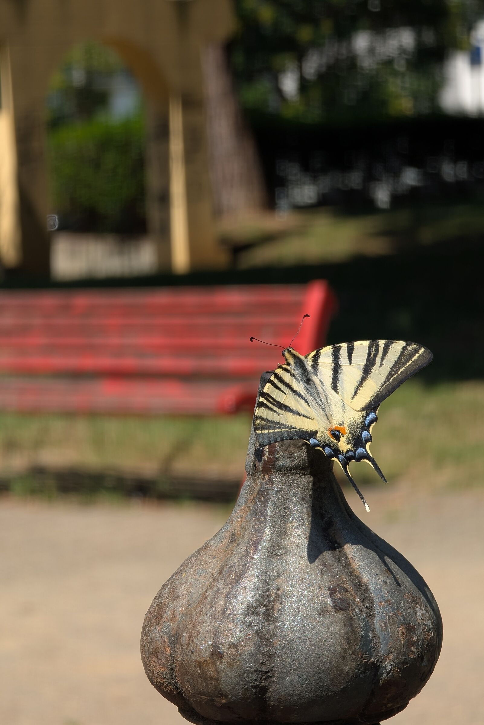 Farfarfly