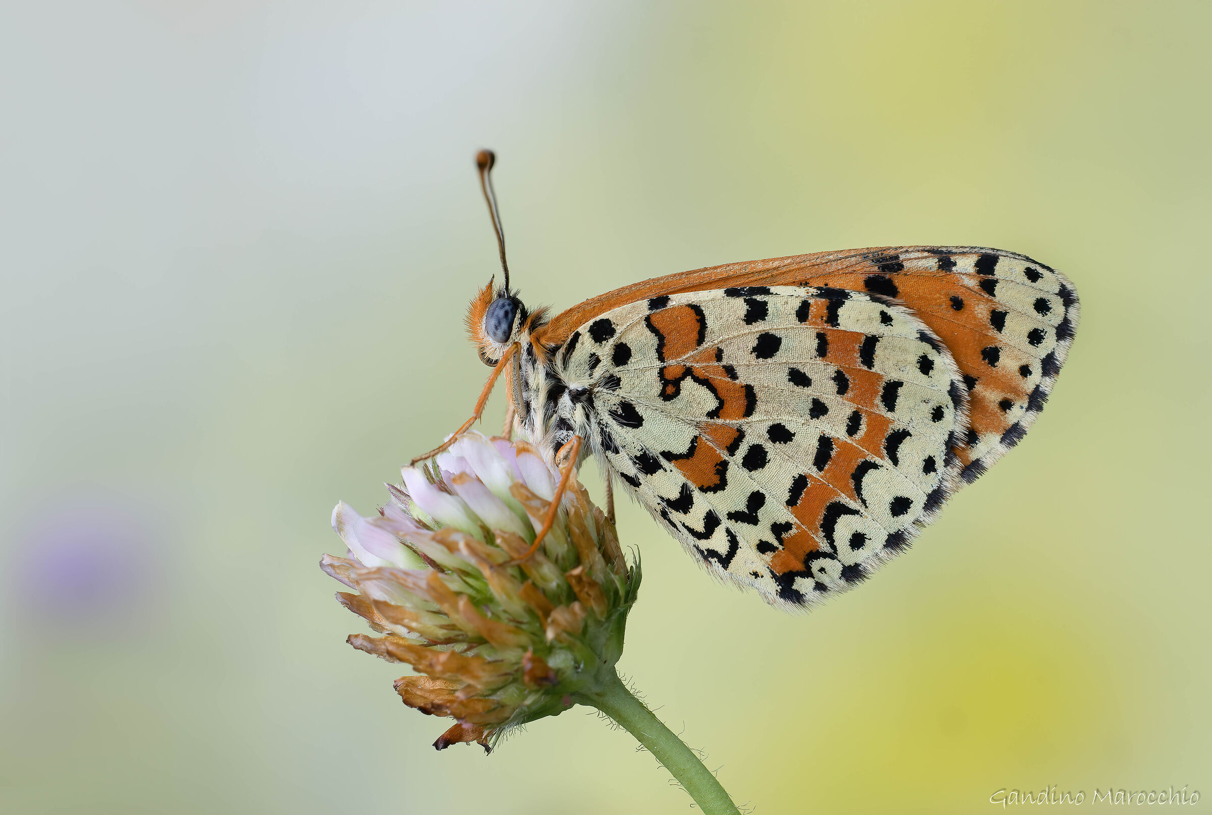 Melitaea dydima