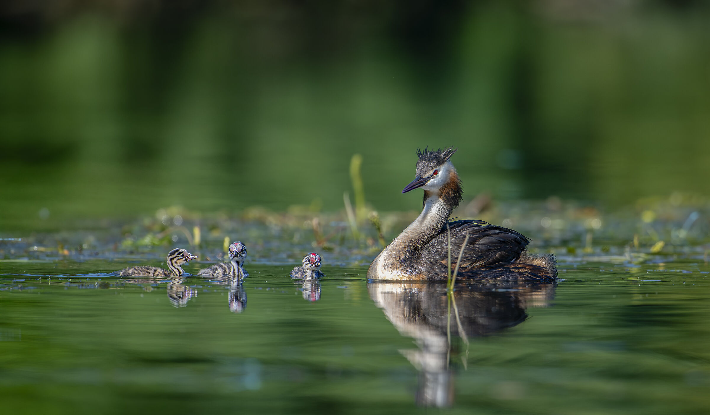 Grebes