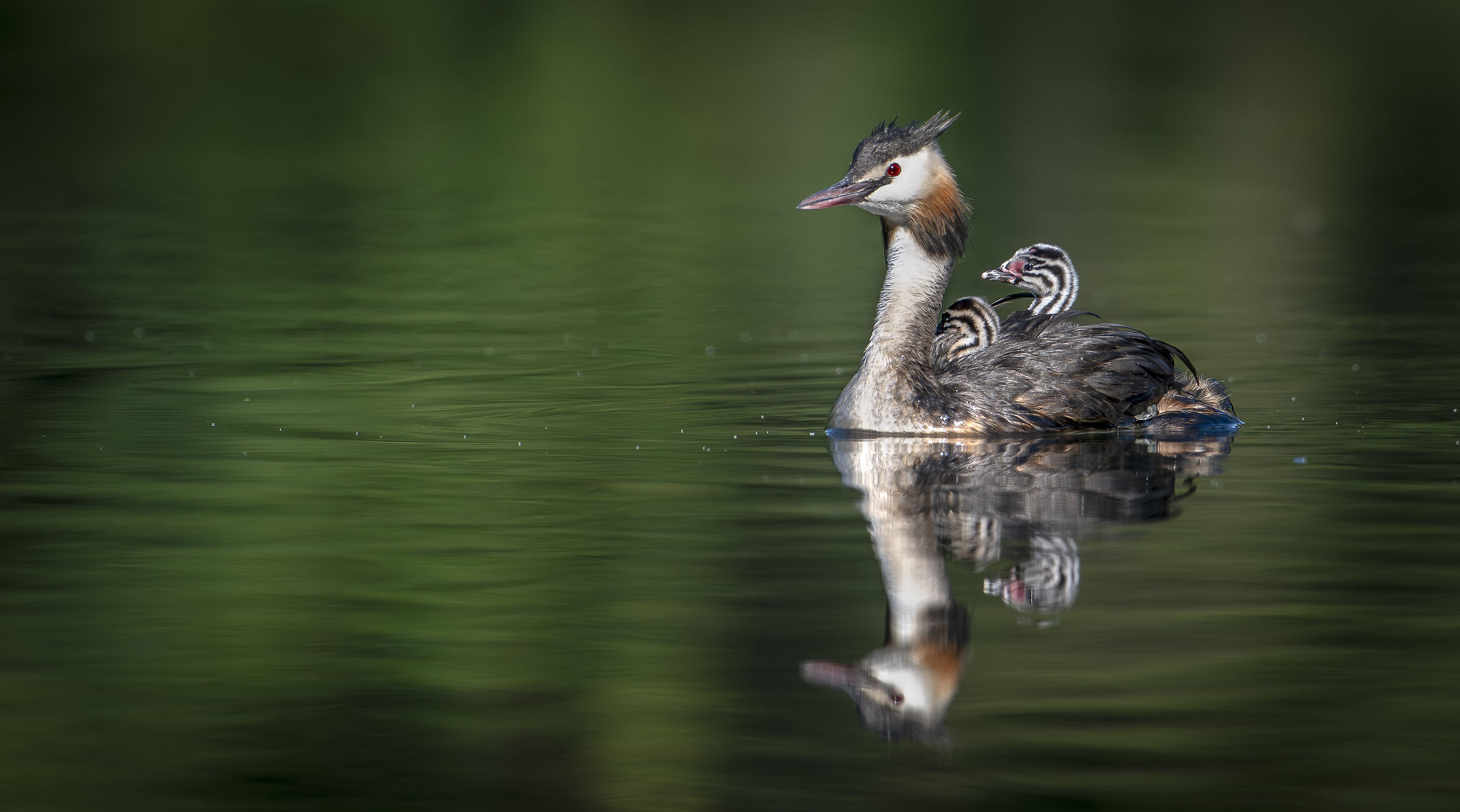 Grebes