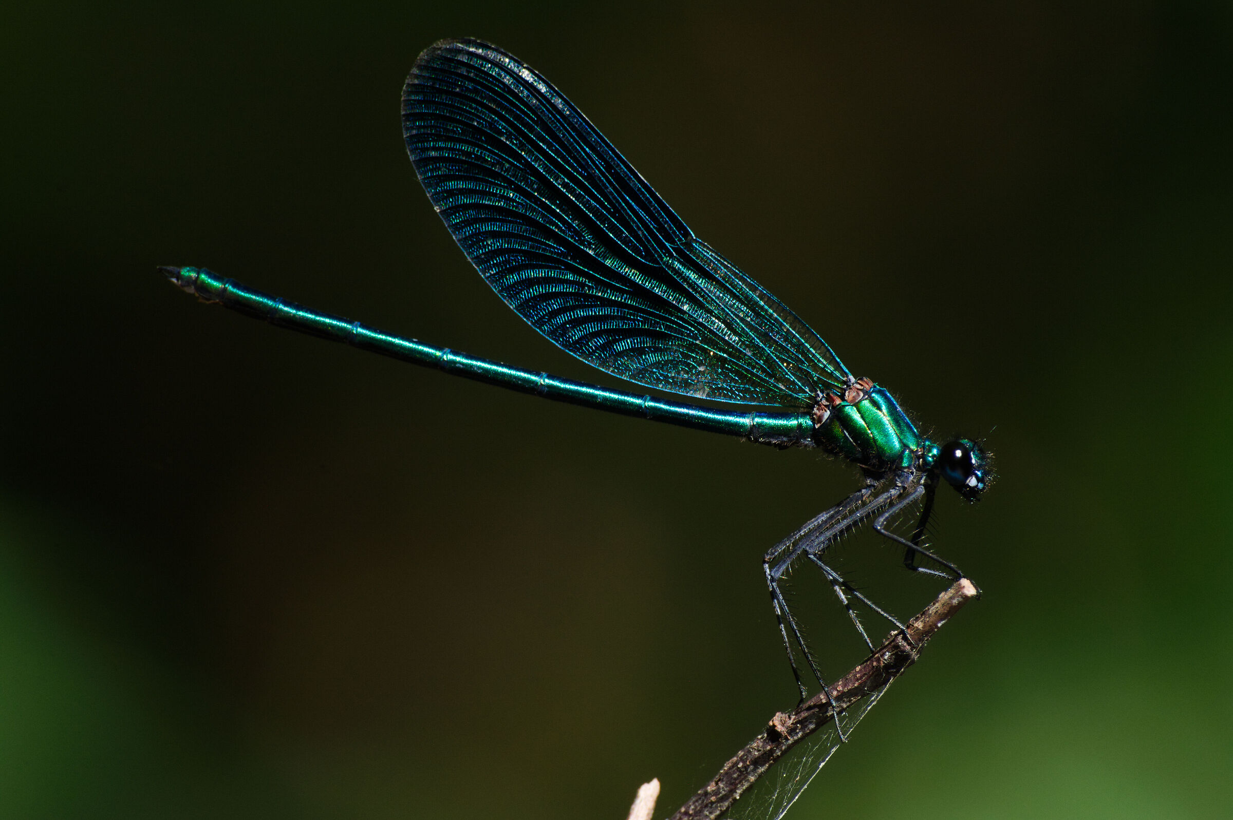 Calopteryx Virgo (Maschio). 11/08/25.